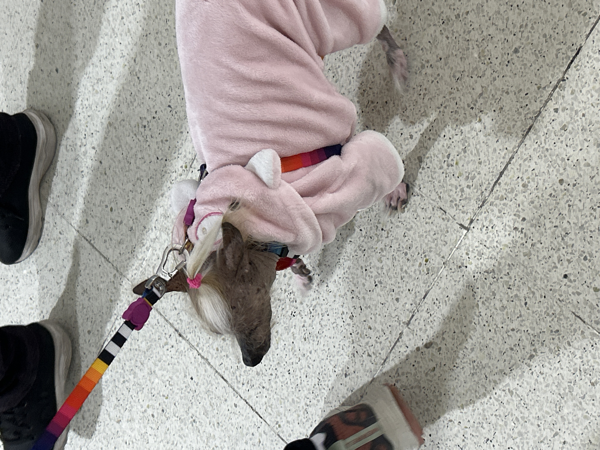 An overhead, medium shot captures a Chinese Crested dog, adorned in a fuzzy pink hooded onesie with white trim, standing on a speckled light gray tiled floor. The dog's fur is sparse, revealing dark skin, and it has two small pigtails with pink elastics. A colorful leash, featuring rainbow stripes and black and white segments, is attached to the dog's collar. The leash extends out of frame to the upper left. In the lower left corner, a portion of a person's shoe, a black sneaker with orange and white accents, is visible. To the upper left and upper right, portions of two other people's shoes, both black sneakers, are also visible. The lighting creates soft shadows on the floor, suggesting an indoor setting. The environment does not contain any specific visual cues to definitively place it in Buenos Aires, Argentina, beyond the user's prompt.