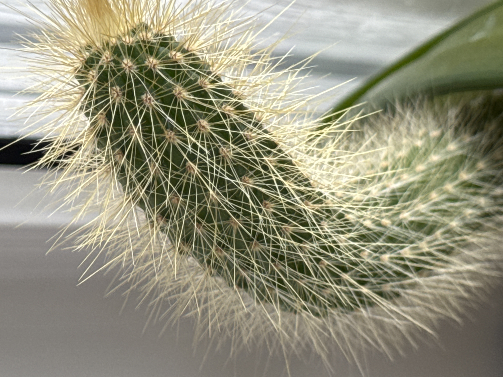 The image is a close-up shot of a green cactus with numerous long, thin, light-colored spines. The cactus is angled, with the top part pointing slightly upward and to the right. The spines are radiating outwards, creating a fuzzy halo effect around the plant. Some of the spines are catching the light, appearing almost translucent. The background is out of focus, with a textured, light-colored surface on the left and a lighter, possibly white, textured surface on the right. There is also a hint of a green leaf in the bottom right corner. The lighting suggests a natural light source, possibly sunlight, coming from the left, casting subtle shadows and highlighting the spines. The image does not contain any people or indicate a specific location in Krasnoyarsk, Russia.