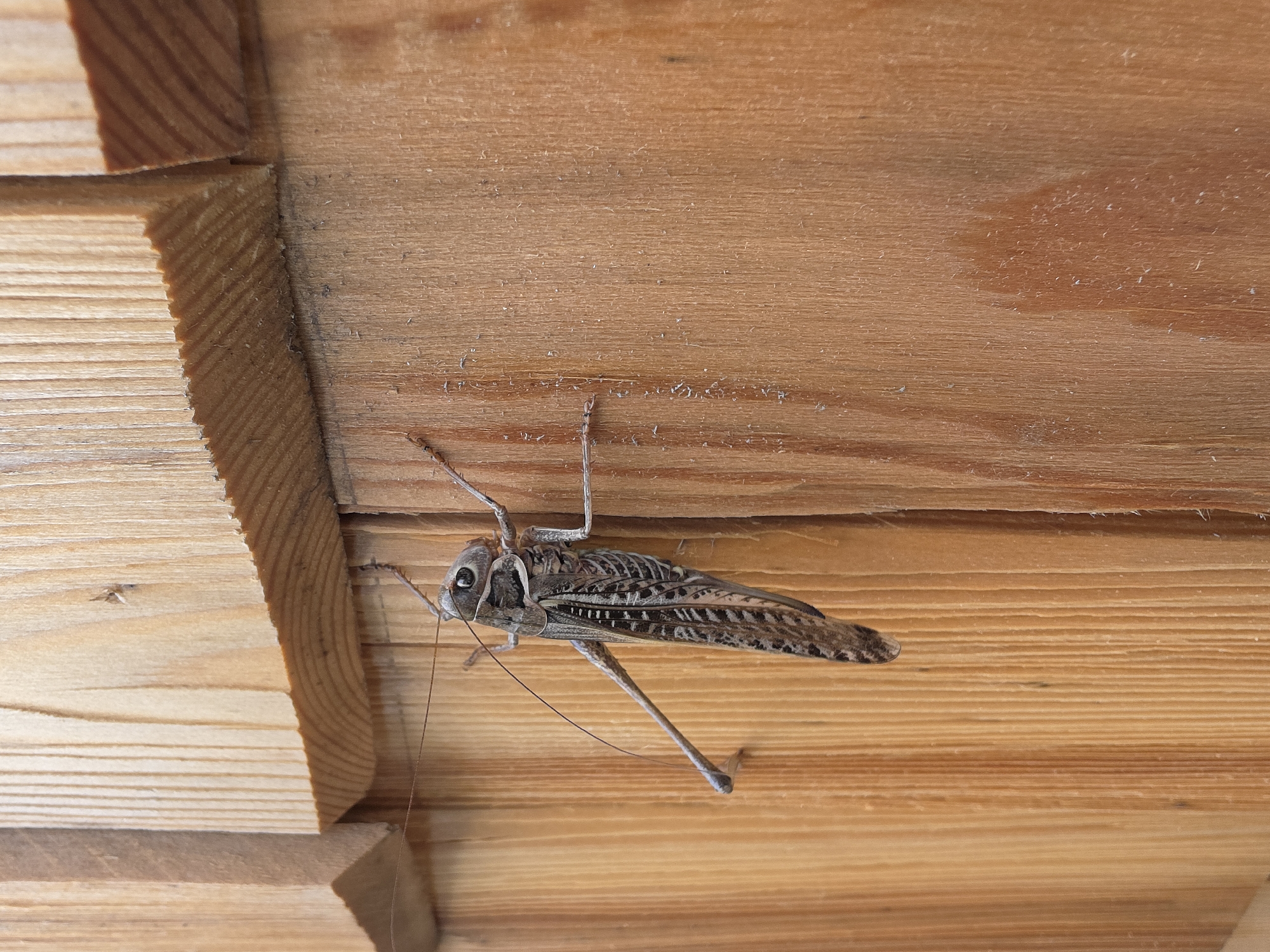 A close-up, eye-level, vertical shot shows a large, gray-brown grasshopper clinging to a wooden wall. The grasshopper is oriented diagonally, with its head facing the upper left and its body extending down and to the right. Its long hind legs are visible, as is one of its forelegs. The grasshopper's wings are folded along its back, revealing intricate patterns of dark lines and lighter brown segments. Its antennae are long and thin, extending forward. The wooden wall is made of vertical planks, with visible grain patterns and some dust or debris scattered on the surface. The lighting suggests an outdoor environment, likely during daylight hours. The scene is devoid of any human presence or activity.