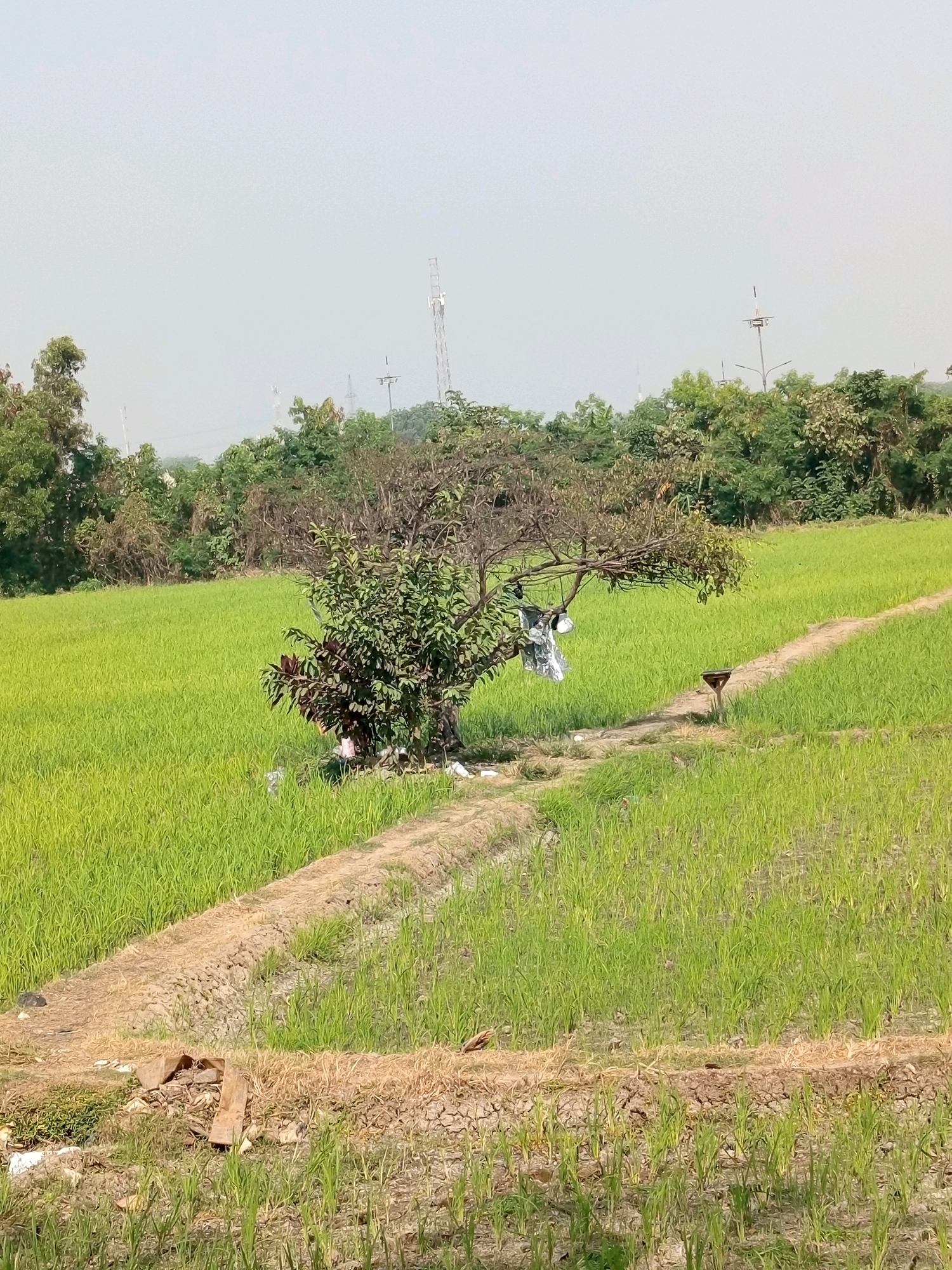 This is a photograph of a rural landscape, likely a rice paddy field, in Karawang, Indonesia. The field is predominantly filled with lush green rice plants, indicating a growing season. A dirt path winds through the field, suggesting it's used for access. In the mid-ground, a single, somewhat bare tree stands, with some plastic bags hanging from its branches. A small wooden structure, possibly a bench or a marker, is visible on the right side of the path. In the background, a line of trees and vegetation separates the field from what appears to be a more developed area, with several communication towers and possibly some distant buildings visible against a hazy sky. The overall impression is one of agricultural land within proximity to urban or industrial infrastructure. There are no people visible in the image.