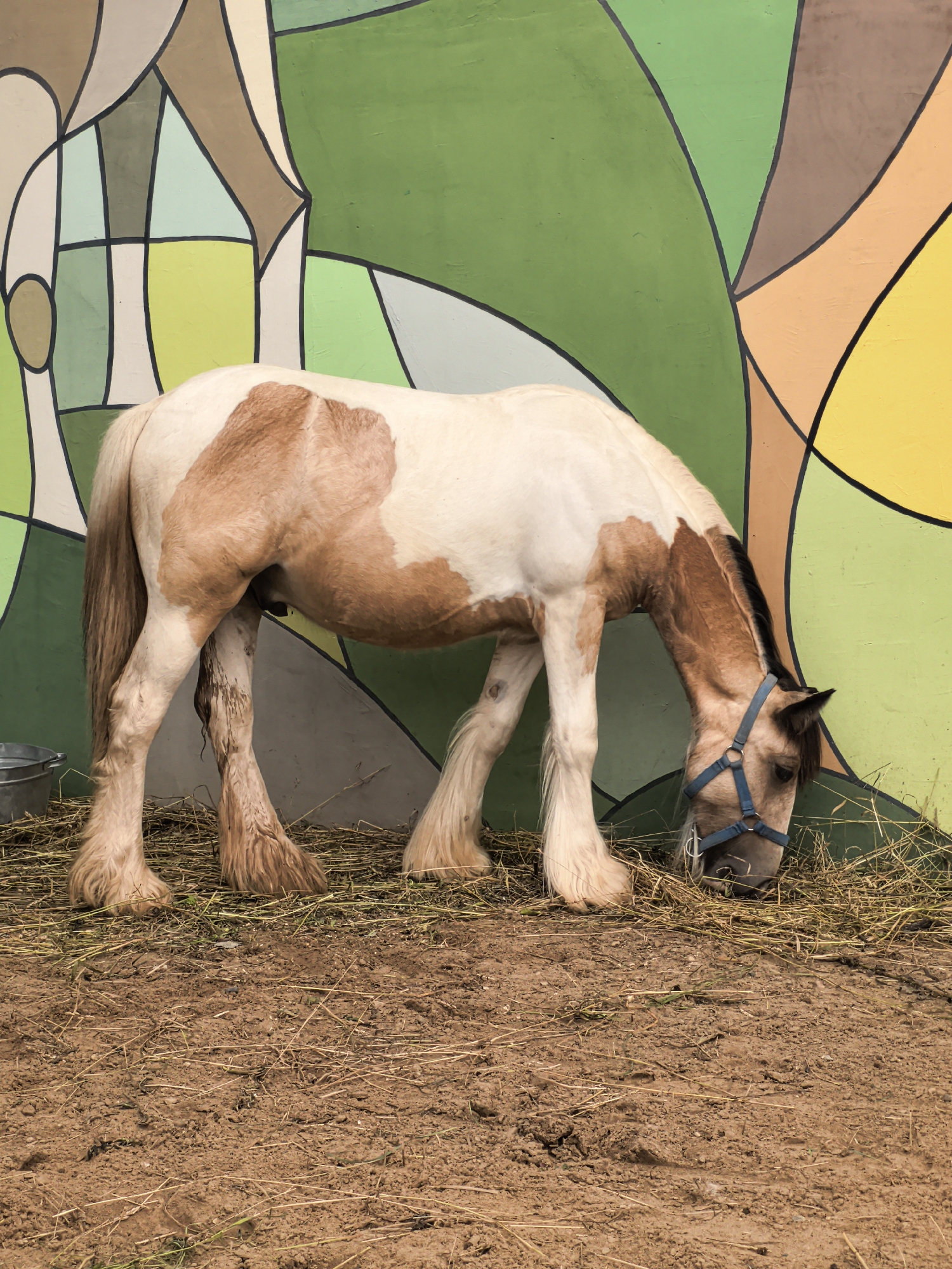 A piebald horse with brown and white markings is standing on dry dirt and straw in front of a colorful, abstract mural. The horse is wearing a blue halter and is eating hay. The mural features large, irregular shapes in shades of green, yellow, brown, and off-white, outlined in black. To the left of the horse, a silver bucket is visible. The ground is a mix of packed dirt and scattered dried grass. There are no people visible in the image. The scene appears to be an outdoor enclosure, possibly a stable or petting zoo, and could be located in the city of Perm, Russia, given the user's prompt, though there is no definitive visual information within the image to confirm this specific location.
