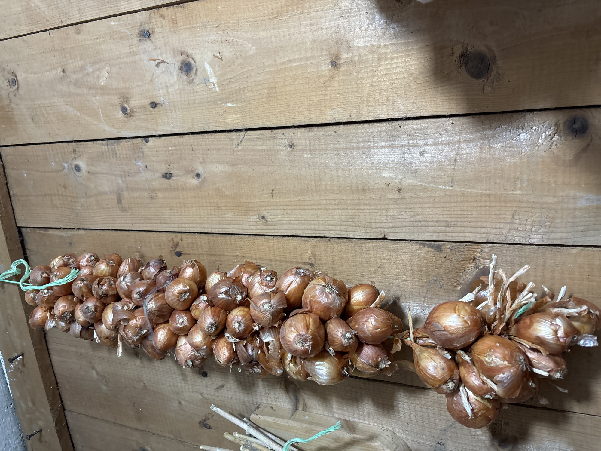 A string of onions hangs vertically against a wooden plank wall. The onions are small and brown, tied together with green twine. The wall is made of unfinished, light-colored wood planks with visible grain and knots. There are also some nails protruding from the wall near the top. The overall impression is of a rustic storage area, possibly in a kitchen or pantry. The location is described as Ильпанур, Russia.