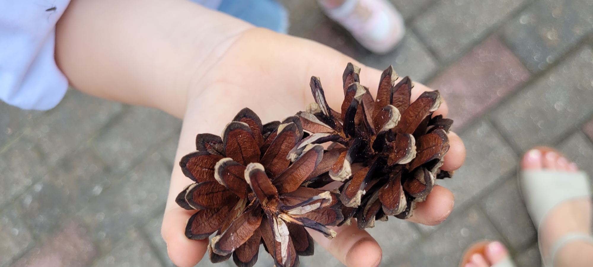 A close-up, vertical shot captures two brown pinecones held in a child's hand. The pinecones are detailed with visible scales and have a layered, woody texture. The child's skin is smooth and light-colored. In the background, out of focus, is a paved surface of gray and reddish-brown bricks, typical of outdoor walkways or plazas. Further in the background, a pink shoe with white accents is partially visible, suggesting another person or child is nearby. The overall setting appears to be an outdoor environment, potentially a park or a garden in a city like Riga, Latvia, given the commonality of such paving stones and pine trees in the region.
