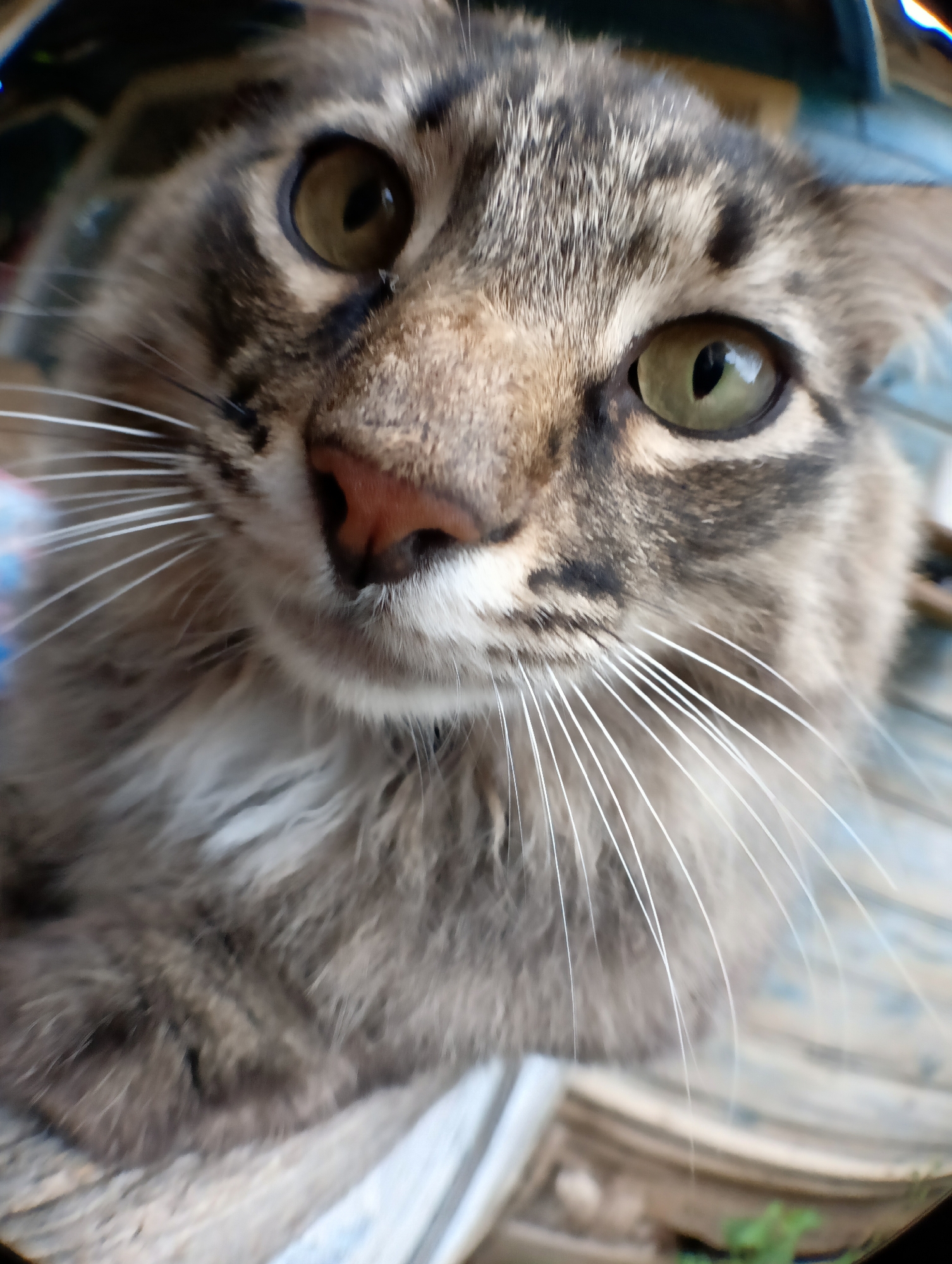 A close-up, fisheye lens photograph captures the face of a tabby cat. The cat's fur is a mix of gray, brown, and black stripes. Its eyes are large and green, with slit-like pupils. The cat's nose is a pinkish-brown color, and its whiskers are long and white. The background is blurred and appears to be an indoor setting with some patterned fabric visible. There is no identifiable signage or geographical markers to suggest the location of Krasnyye Barrikady, Russia.