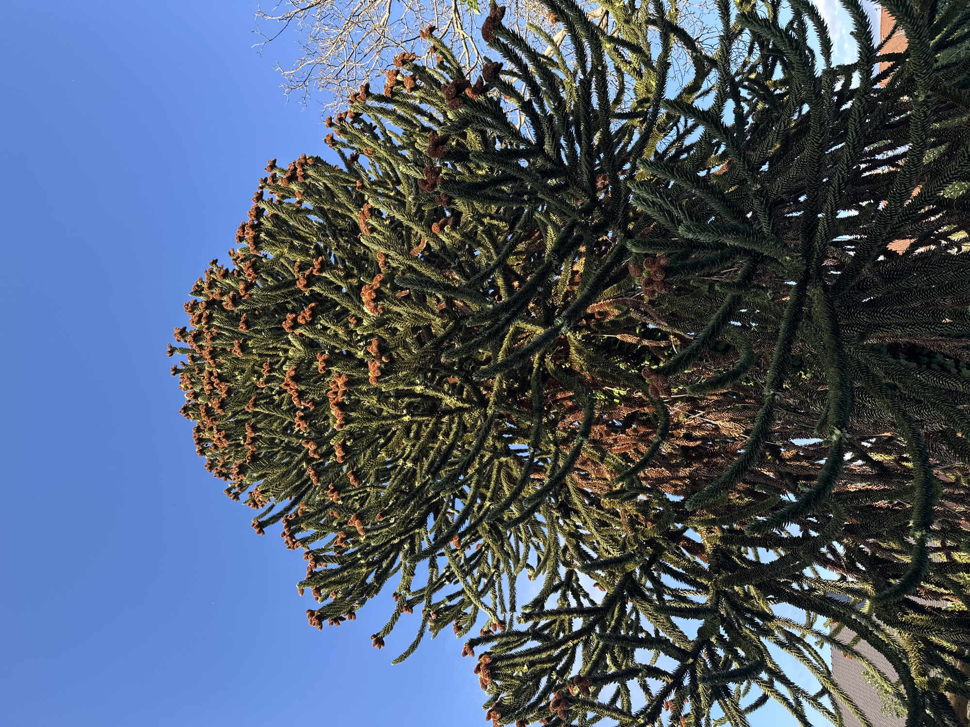 The image shows a close-up, low-angle view of the dense, spiky branches of a Monkey Puzzle tree, likely a *Araucaria araucana*. The tree's branches are covered in dark green, needle-like leaves and dotted with small, brown, cone-like structures, possibly young cones or buds. The branches radiate outwards and upwards, creating a complex, fractal pattern against a clear, bright blue sky. In the lower left and right edges of the image, parts of a residential building with a tiled roof are visible, suggesting an urban or suburban setting. The overall impression is of a mature, distinctive tree viewed from below on a sunny day. The location is Braine-l'Alleud, Belgium.