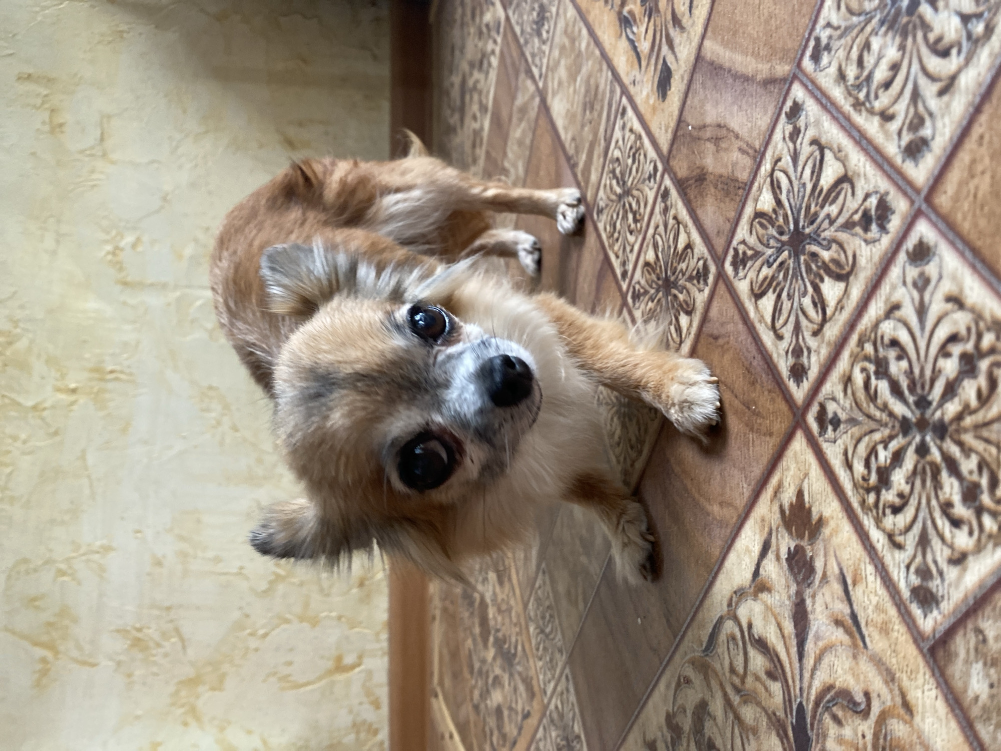 A small, light brown dog with large, dark eyes and pointed ears stands on a patterned tile floor. The dog is facing the camera, with its front paws extended forward. The background consists of a textured wall with a yellowish hue. The image is taken indoors, in what appears to be a residential setting.