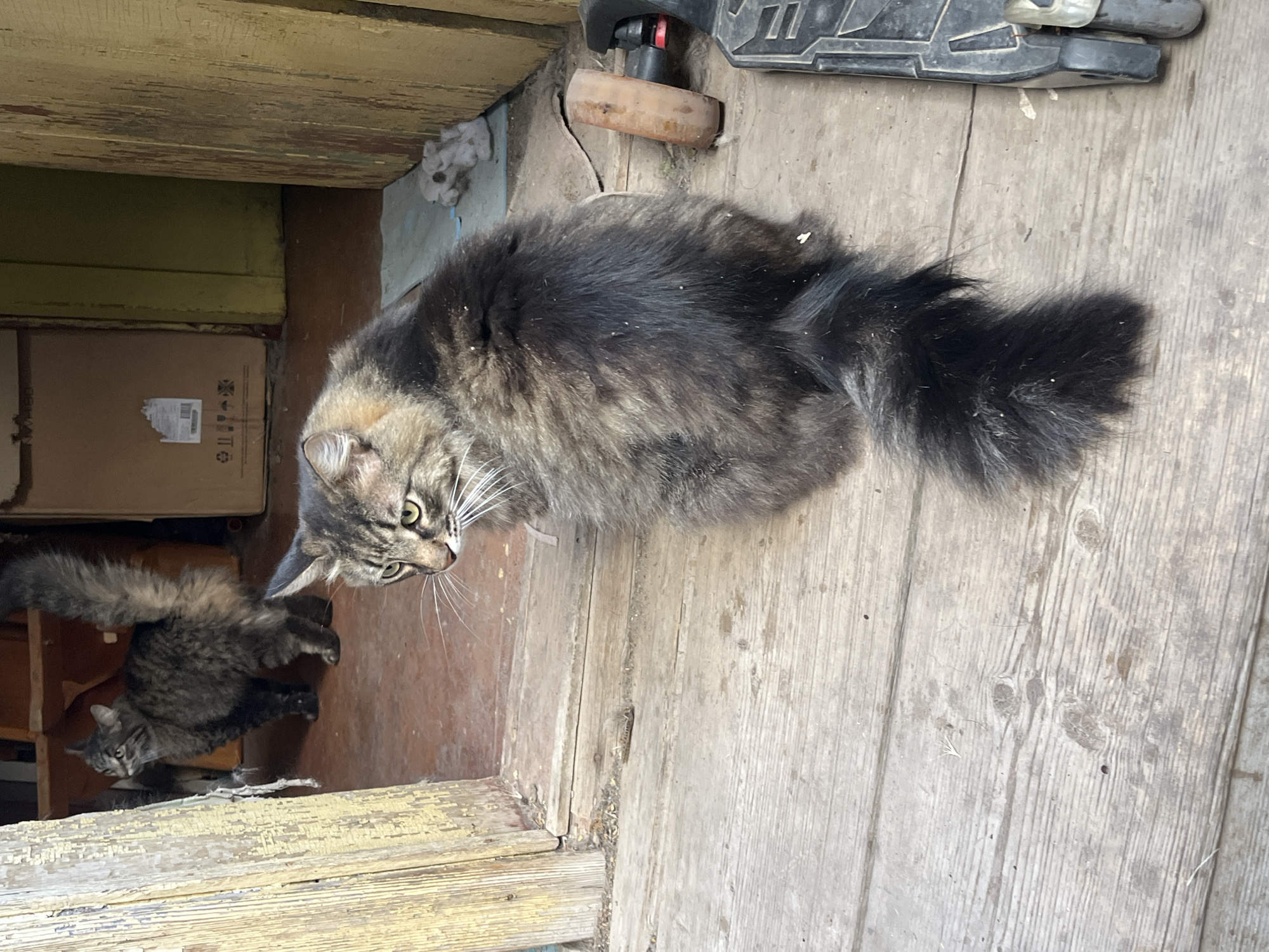 The image shows two tabby cats outdoors on a wooden porch. The cat in the foreground is a long-haired tabby with a fluffy tail, facing away from the camera and looking to the left. It has green eyes and prominent white whiskers. The second cat, a shorter-haired tabby, is in the background inside a doorway, also looking to the left. The porch is constructed of weathered wooden planks. Behind the cats, a doorway leads into a building with a reddish-brown floor and stacked boxes. To the right of the foreground cat, part of a black scooter with a wooden wheel is visible. The environment appears to be rustic, with peeling paint on the wooden structure. The specific location is in Krasnyye Barrikady, Russia.