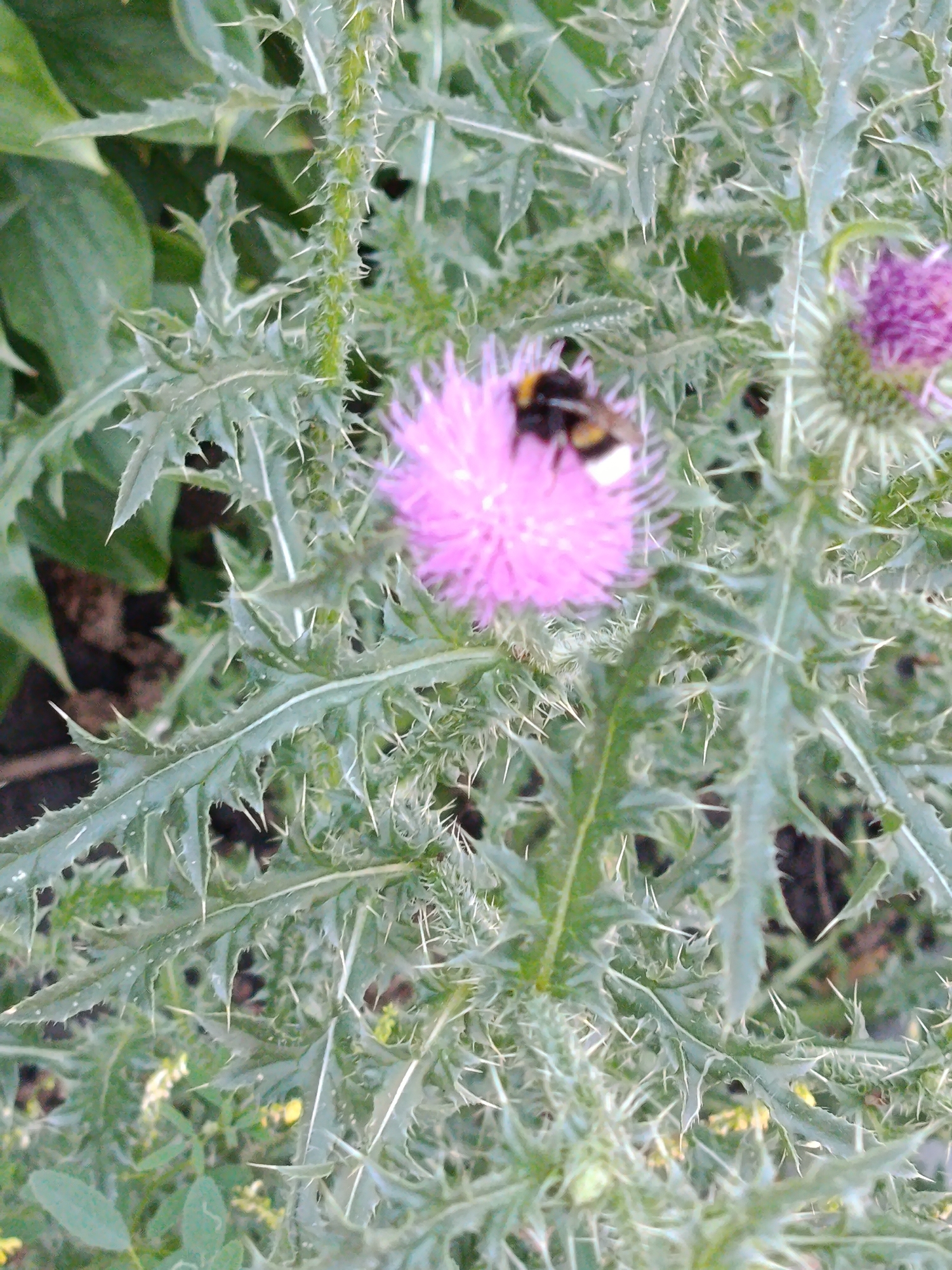 A bumblebee is visible on a purple thistle flower. The bumblebee is in focus and positioned on the left side of the flower, with its body angled towards the right. The thistle plant has spiky leaves and stems. The background is blurred, showing more of the thistle plant and some green foliage. There is no identifiable information about the location in Saratov, Russia.