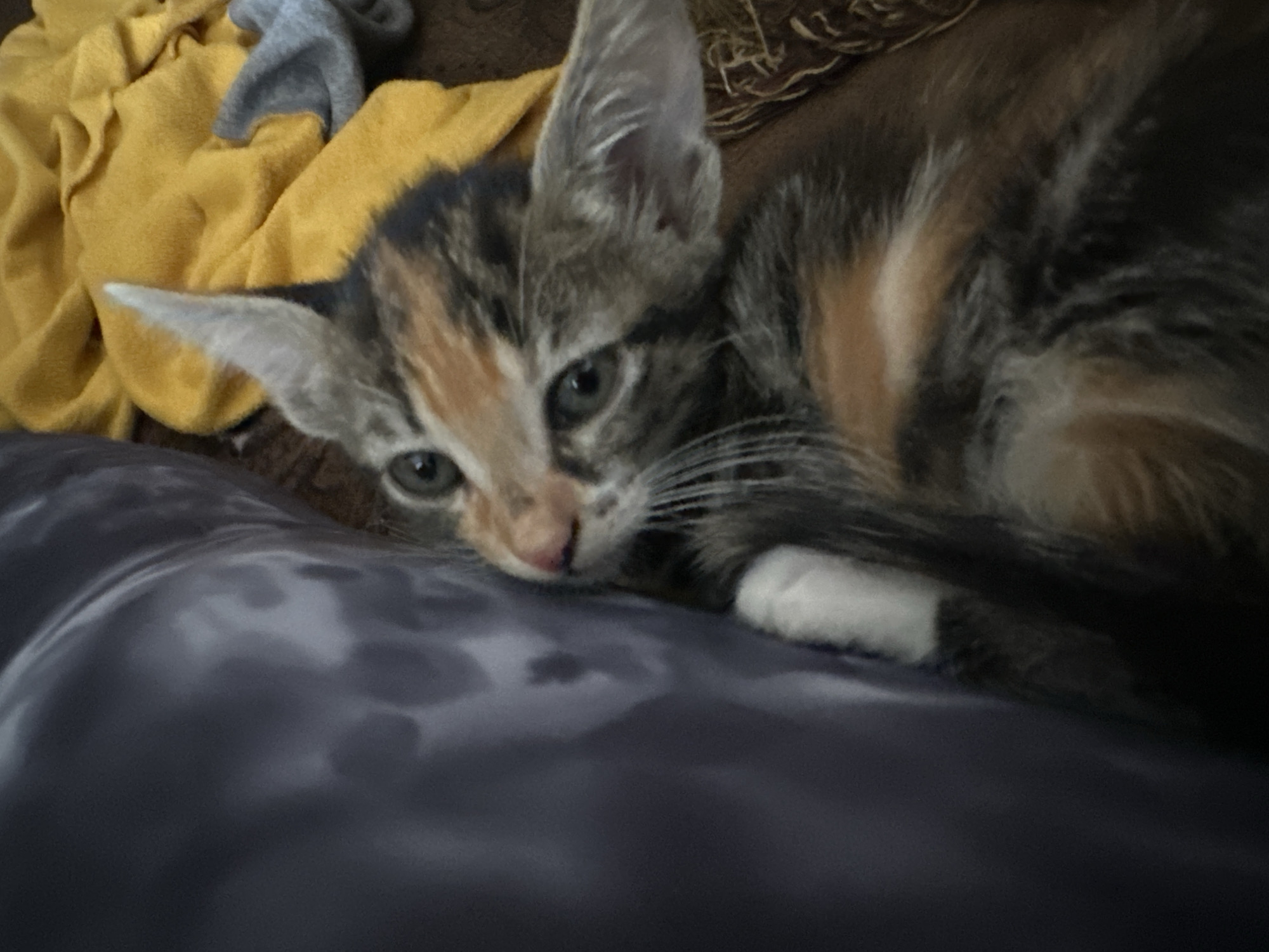 A close-up shot shows a kitten resting on a bed or cushion. The kitten has a mix of grey, brown, and orange fur, with a white patch on its paw. The kitten's eyes are open, and its head is resting on the dark grey fabric. In the background, there is a yellow cloth and a grey garment. The location is not discernible from the image; therefore, stating it is in Arica, Chile, cannot be confirmed.