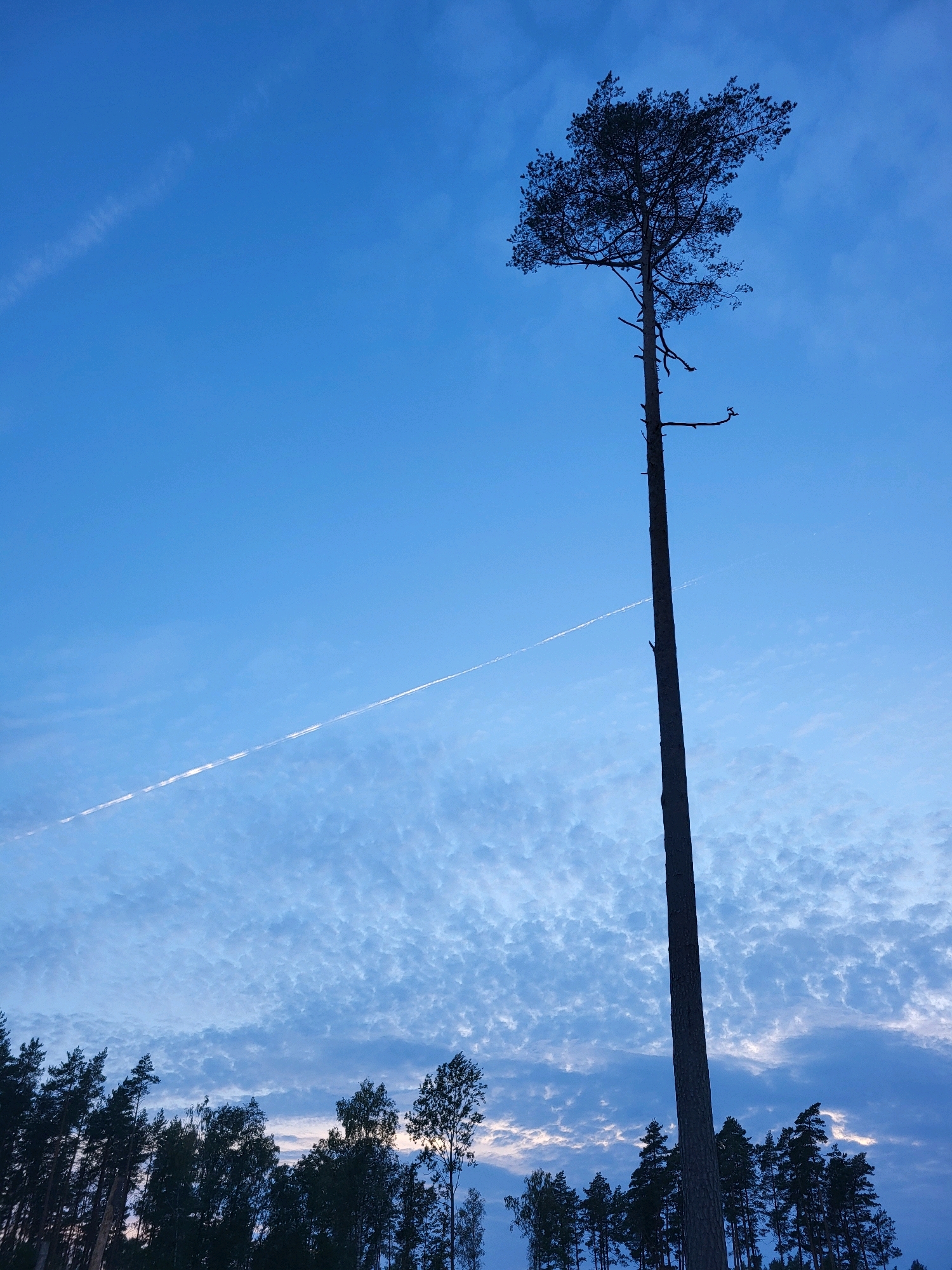 A lone, tall pine tree stands silhouetted against a deep blue sky with scattered, wispy clouds. A faint airplane contrail stretches diagonally across the upper left portion of the sky. The base of the tree is bordered by a dense line of darker, shorter trees, possibly part of a forest, with the tops of the trees reaching up towards the sky. The overall lighting suggests it is dusk or dawn. This scene is located in Mežciems, Latvia.