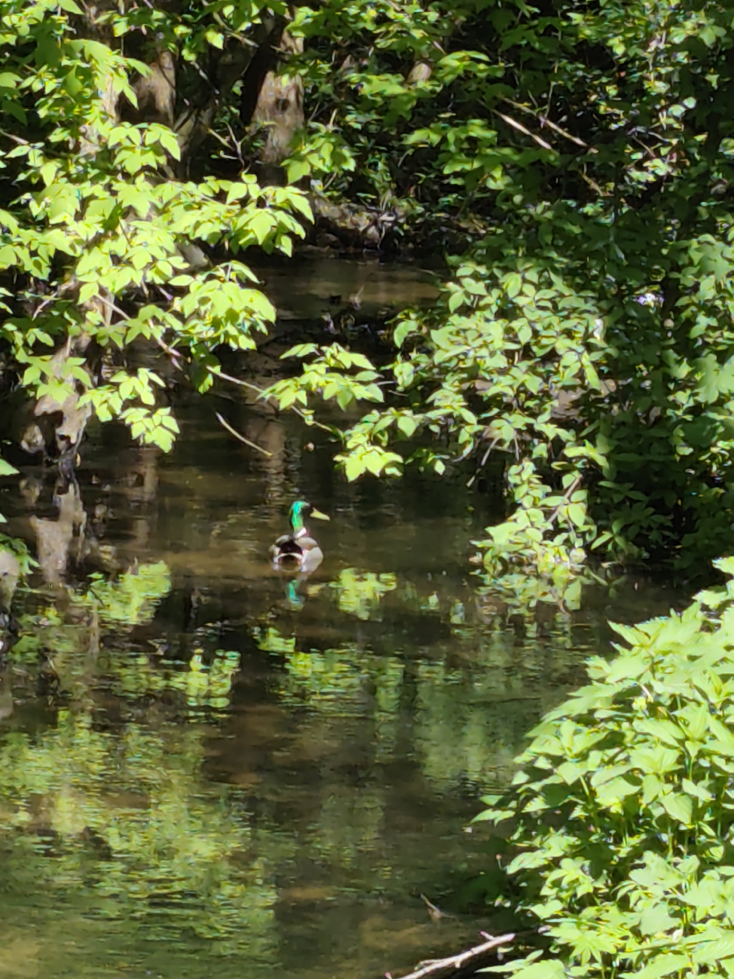 The image shows a male mallard duck swimming in a small, shaded stream. The stream is surrounded by lush green vegetation, including trees and shrubs, with some leaves overhanging the water. The reflections of the surrounding foliage are visible on the water's surface. There is no indication of the image being taken in Kratovo, Russia.