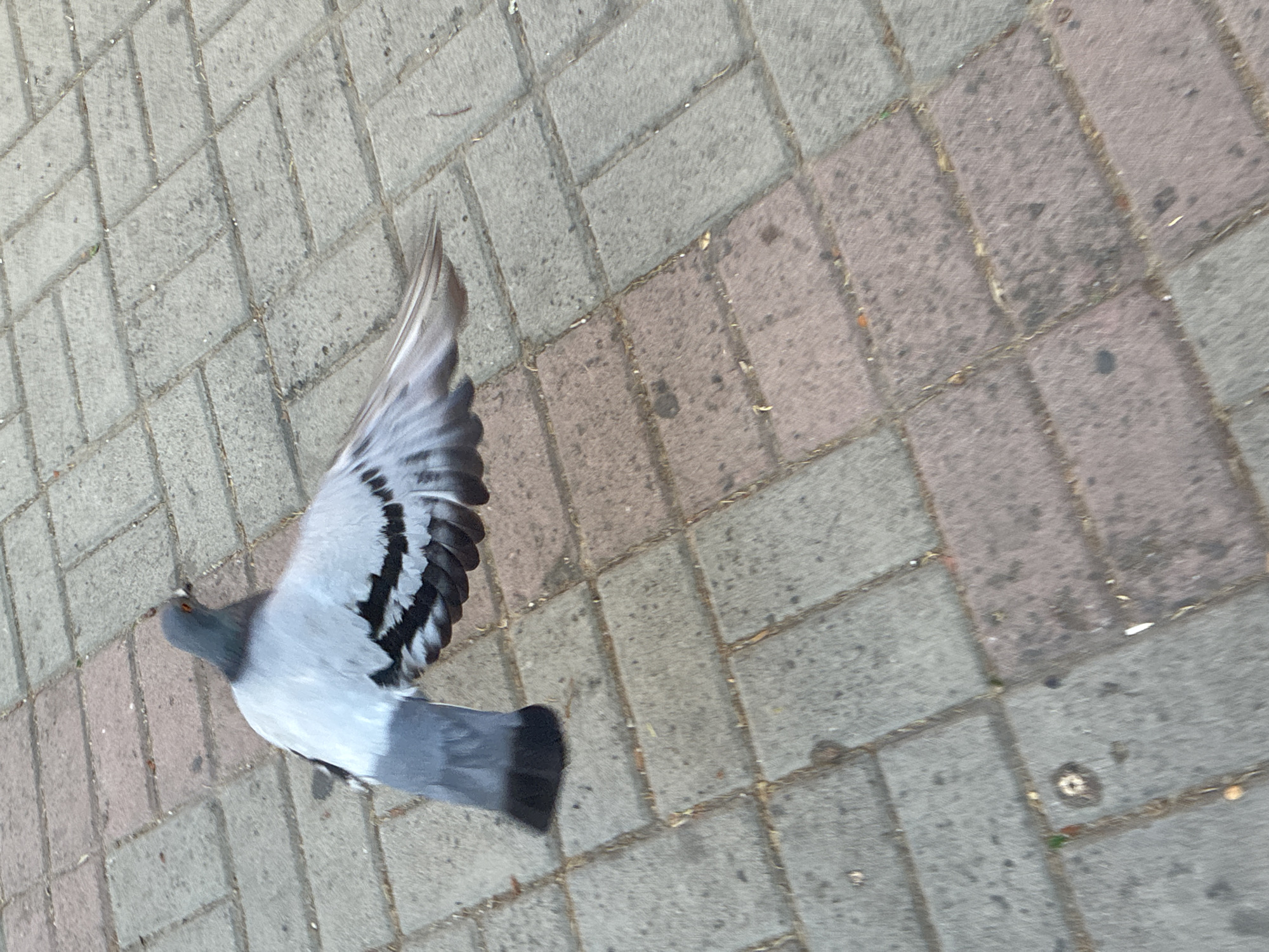 A pigeon is captured mid-flight over a paved walkway in Alanya, Turkey. The pigeon, with its wings outstretched, is predominantly gray with white and black markings on its wings. It is positioned in the upper left quadrant of the image. The walkway is constructed with rectangular paving stones in alternating shades of gray and reddish-brown, laid in a herringbone pattern. The scene appears to be outdoors, likely in a public area given the paving. The lighting suggests it is daytime. No people or other animals are visible in the frame. The focus is on the pigeon and the texture of the ground.