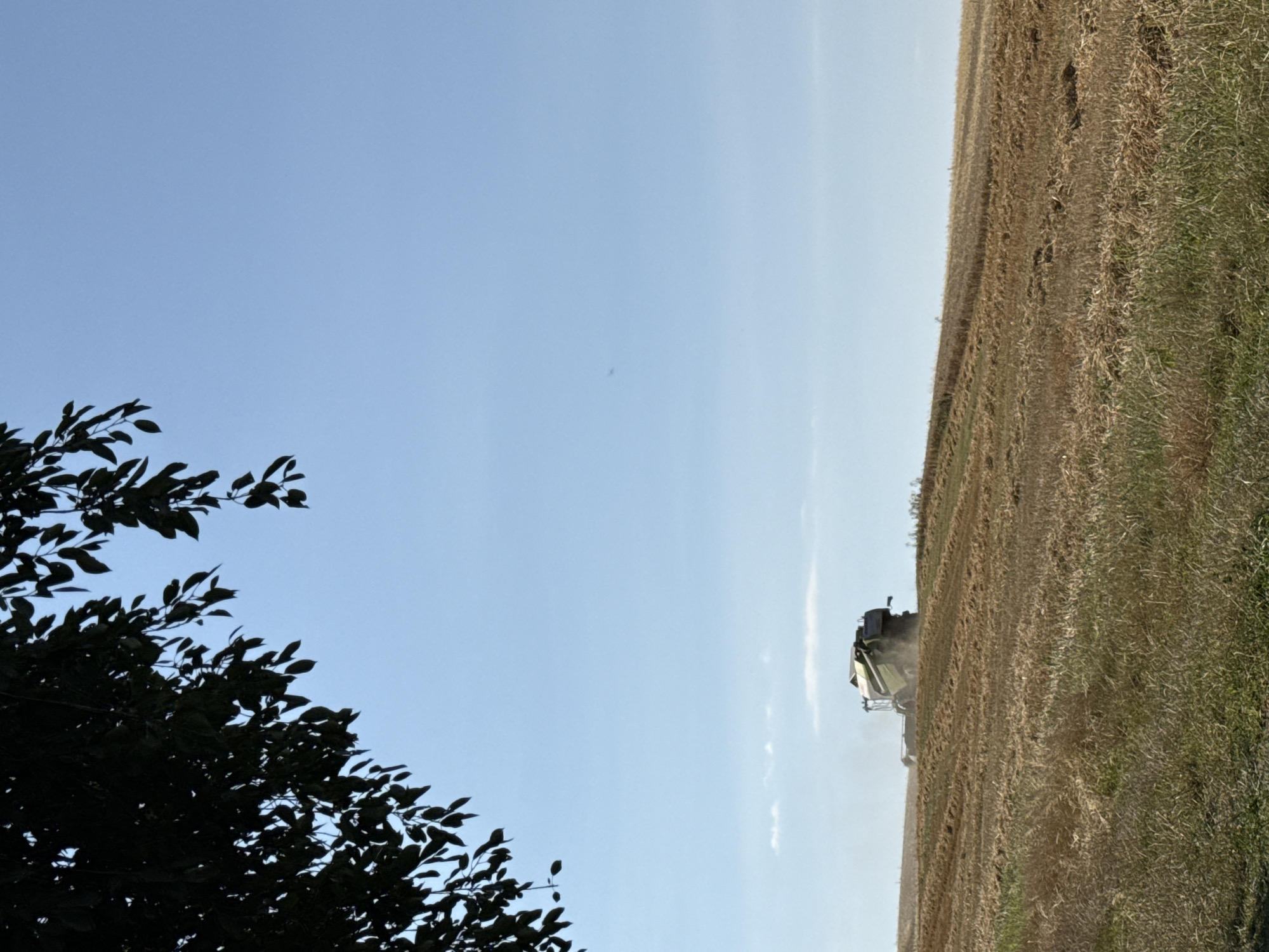 A combine harvester is seen in the distance on a rural landscape, working in a field of harvested crops under a clear blue sky. The foreground is dominated by the dark silhouette of tree branches with leaves. The combine, a large agricultural machine, is moving across a golden, cut field, kicking up dust. The horizon is a gentle slope of the field, and a few wispy clouds are visible in the sky. The image conveys a sense of agricultural activity in a natural, open environment.