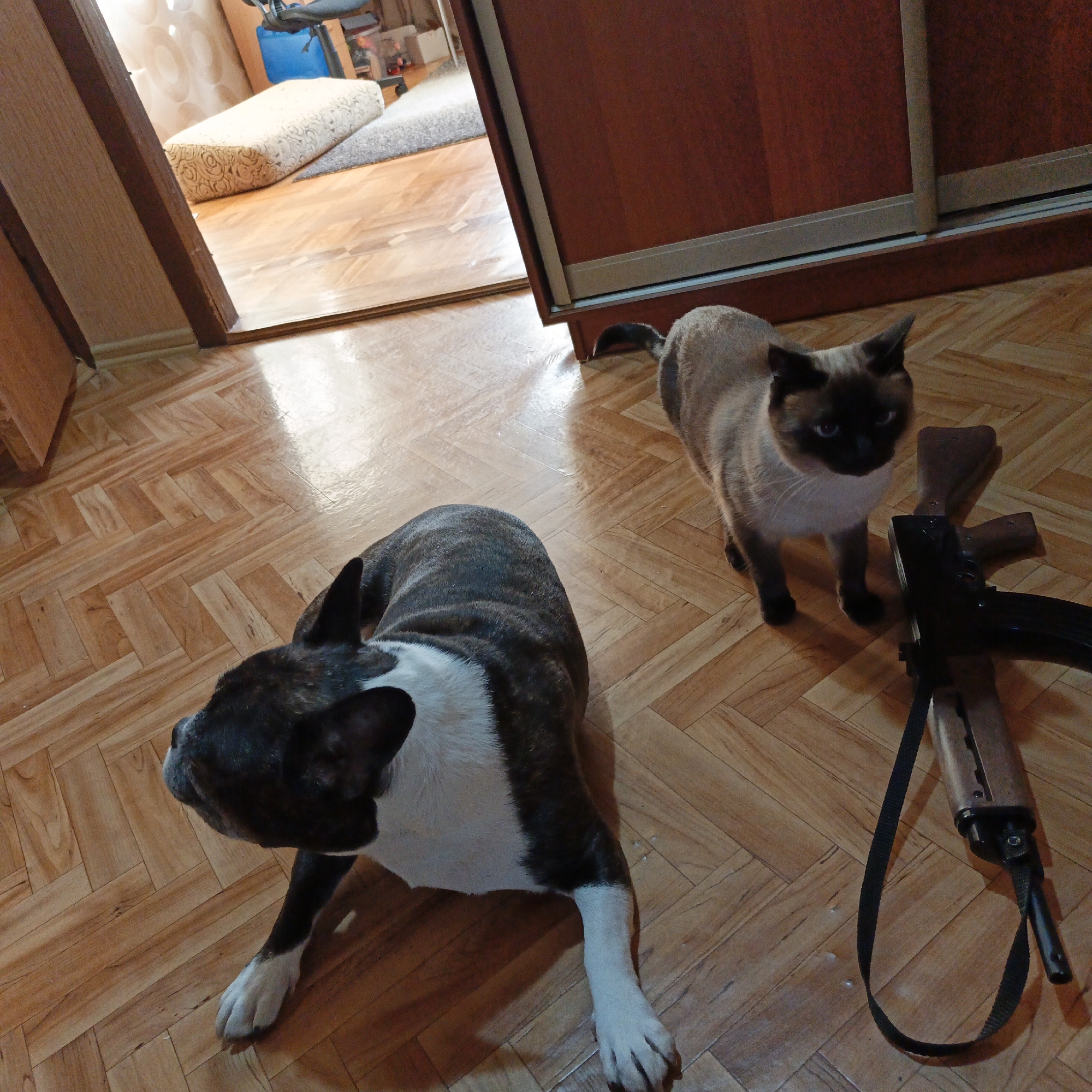 A full-shot indoor image from Goryachiy Klyuch, Russia, captures a domestic scene featuring two pets and a rifle on a polished wooden floor. In the foreground, a brindle and white French Bulldog, or similar short-nosed breed, lies resting, facing towards the left side of the frame. Its white chest and paws are prominent against its darker brindle fur.
Behind the dog, to the right, a Siamese or Balinese-type cat stands alert, looking towards the viewer with striking blue eyes. It has characteristic dark points on its face, ears, and paws, contrasting with its lighter body fur. To the right of the cat, an assault rifle, resembling an AK-variant, rests horizontally on the floor. The rifle features wooden furniture for its stock and handguard, and a black sling is attached, partially coiled on the floor.
The room has light brown wooden flooring arranged in a herringbone pattern, reflecting light from an unseen source, suggesting either natural daylight or a bright overhead light. Through an open doorway in the background, a glimpse into an adjacent room reveals a beige patterned cushion or mattress on a grey rug, with part of a dark office chair also visible. To the right of the doorway, a dark brown wooden wardrobe or cabinet stands against the wall. The overall setting is a residential interior, with the animals appearing calm and the rifle placed on the floor. No visible text is present in the image.