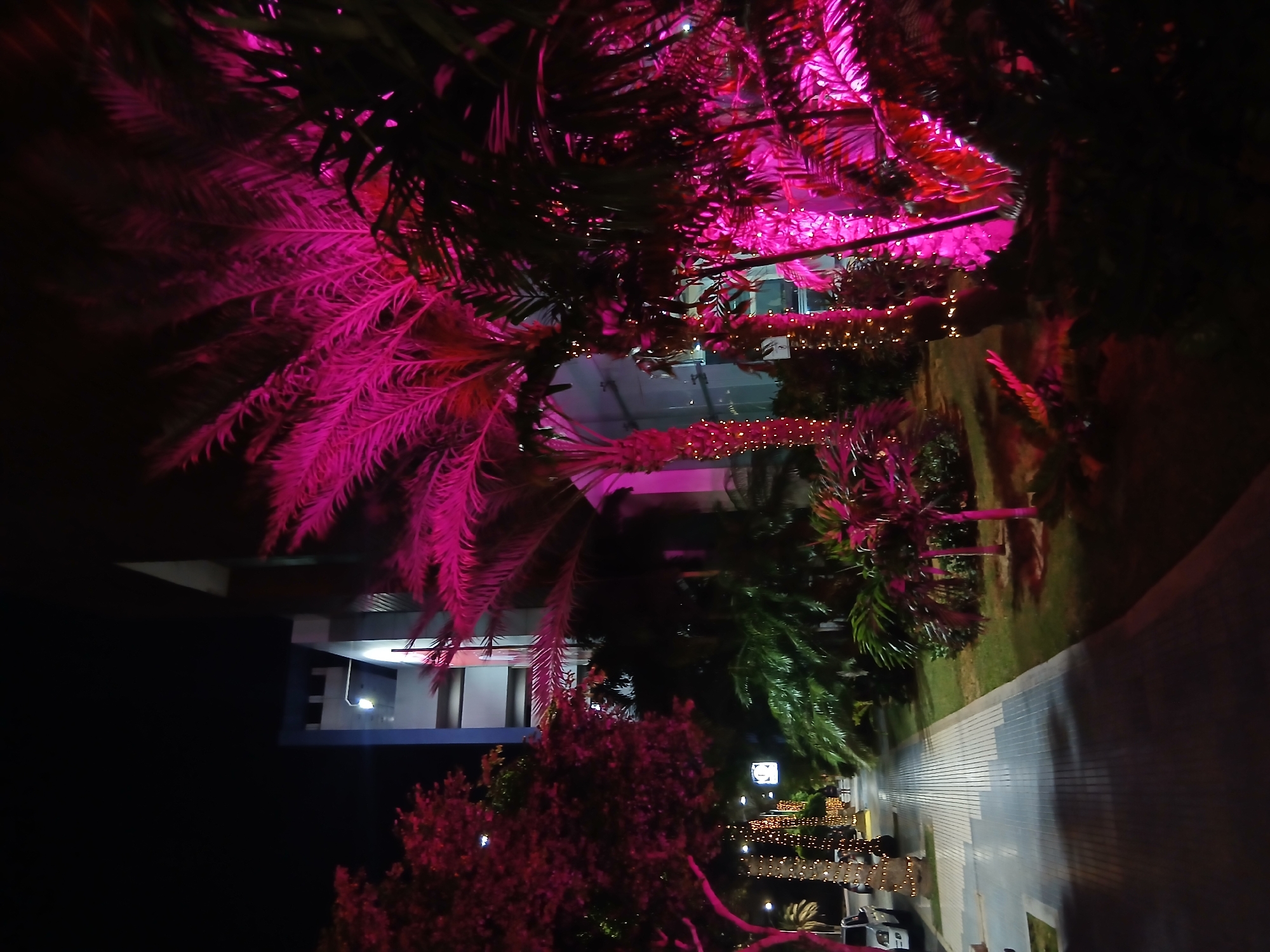 Captured at night in Porlamar, Venezuela, the image features a street view dominated by illuminated palm trees. A building with blue and white accents is visible in the background. A pedestrian walkway, lined with trees, stretches into the distance, illuminated by strings of lights. The palm trees in the foreground are highlighted with a vibrant pink light.