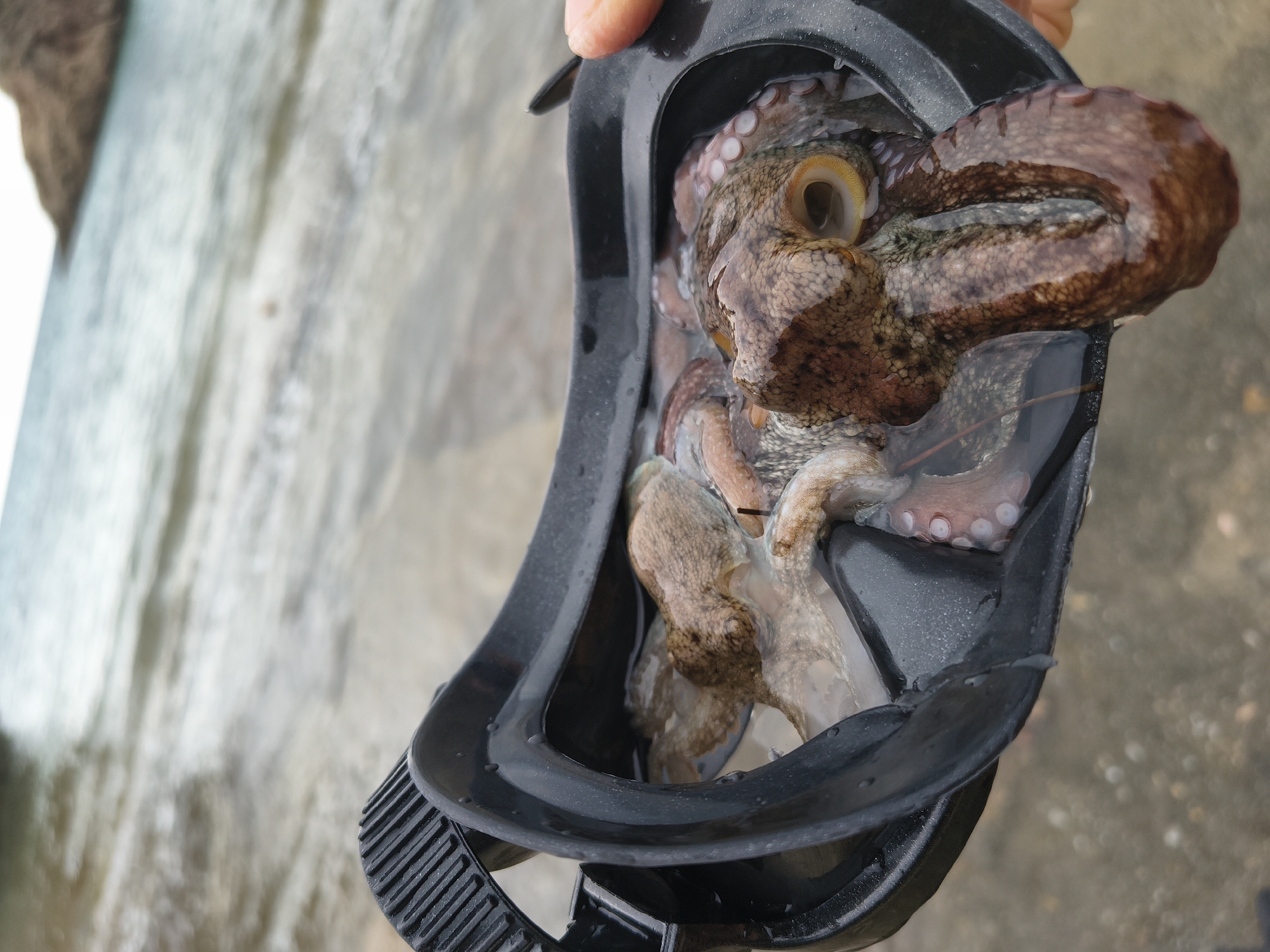 A close-up shot shows a snorkeling mask filled with water and a live octopus. The octopus, with its brown and patterned skin, has its arms spread out and its eye clearly visible. The mask's black rubber seal is prominent, and the strap is partially visible. In the background, the blurry, shallow waters of a coastline are visible, with a small island or rocky outcrop in the distance, suggesting a Mediterranean coastal environment. The image is taken from a low angle, with a hand holding the mask from the right side, its fingers blurred from motion. The scene appears to be on a beach or rocky shore, with hints of pebbles or sand in the foreground.