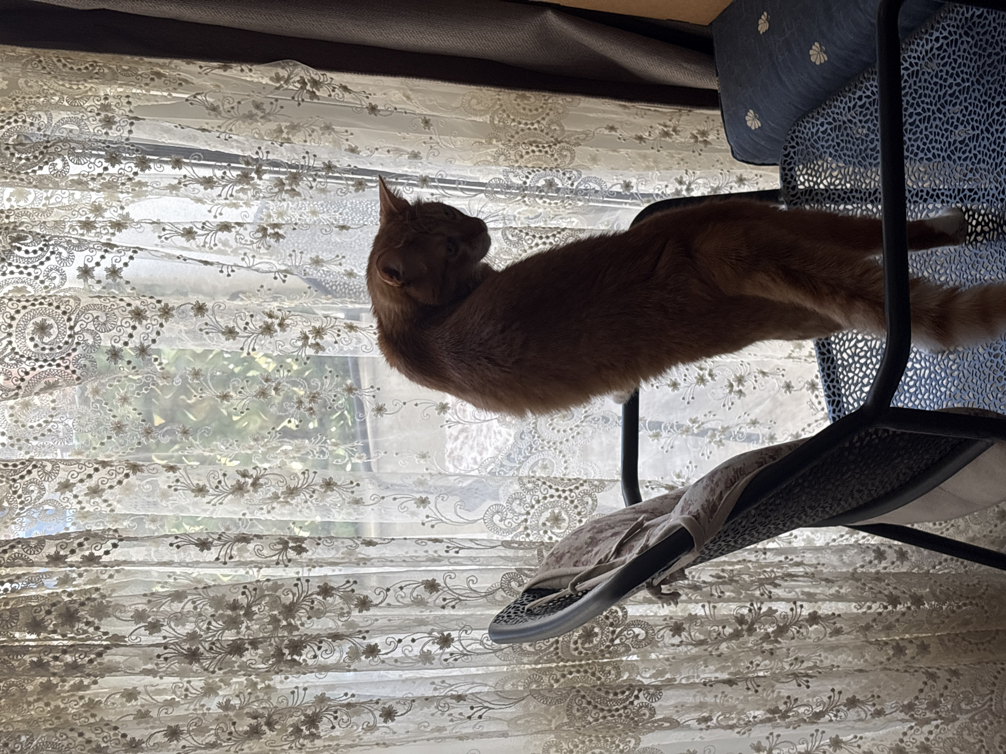 An orange cat is lying on a chair in front of a window covered with lace curtains. A pair of flip-flops is on the chair near the cat. The location is identified as Bar, Montenegro, based on additional, external information.