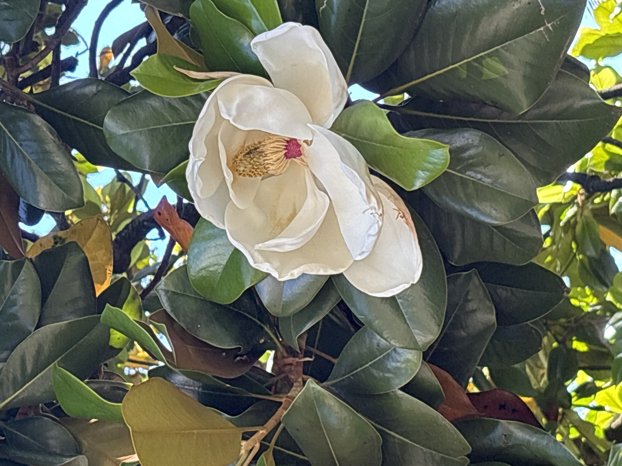 A close-up, eye-level shot captures a large, white magnolia flower blooming amidst lush green foliage and branches. The flower is partially open, revealing its yellow stamen and a hint of red in the center. The leaves are thick, glossy, and a deep green, with some showing hints of brown and yellow, suggesting autumnal foliage or natural aging. The background is a mix of dappled sunlight filtering through the leaves, and patches of bright blue sky. The setting appears to be a garden or park, likely within the city of Sochi, Russia, given the subtropical climate that supports magnolia trees. There are no people or animals visible in the frame. The overall impression is one of natural beauty and tranquility.