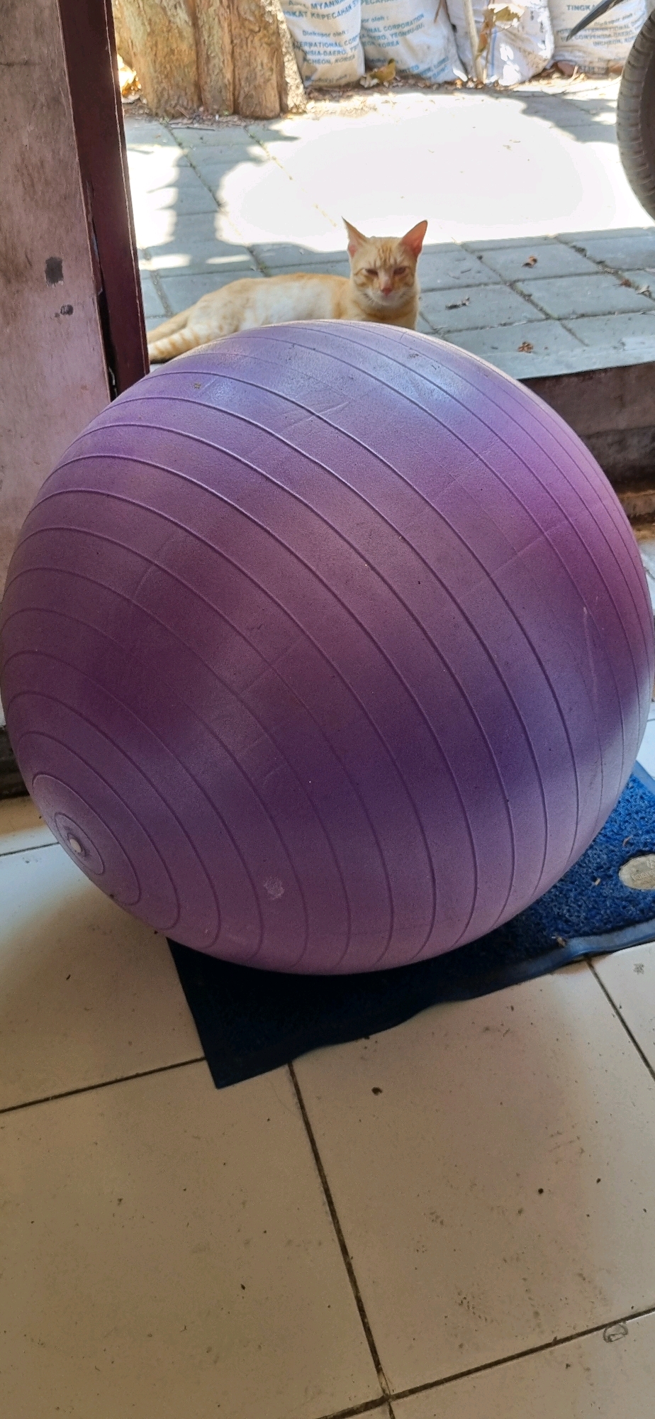 An orange cat lies on paving stones next to a large purple exercise ball. The scene appears to be outdoors, possibly in a courtyard or walkway, with a wall on the left and bags or sacks in the background. The cat is lying down and looking towards the camera with its eyes partially closed. The exercise ball is positioned in the foreground, dominating the lower half of the image. The paving stones are light-colored and laid in a grid pattern. The overall lighting suggests a sunny day. The location is stated to be in the city of Denpasar, Indonesia.