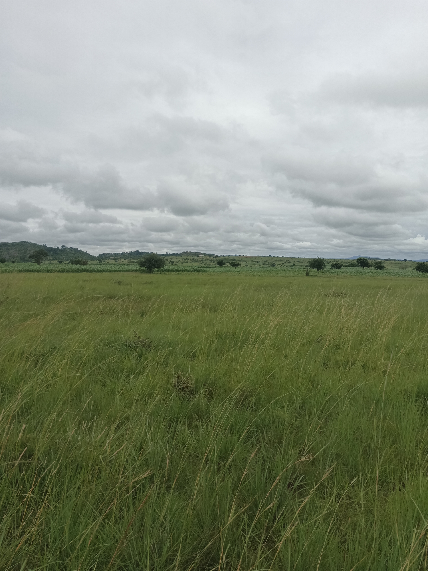 A wide shot depicts a vast, open grassland under a heavily overcast sky. The foreground is dominated by tall, green grass, swaying gently. In the midground, a line of scattered trees and cultivated fields stretch across rolling hills. The background shows more hills and a cloudy sky. The image appears to be taken in a rural or semi-rural area. The location is identified as North Ropp, Nigeria. There are no people or animals visible in the image.