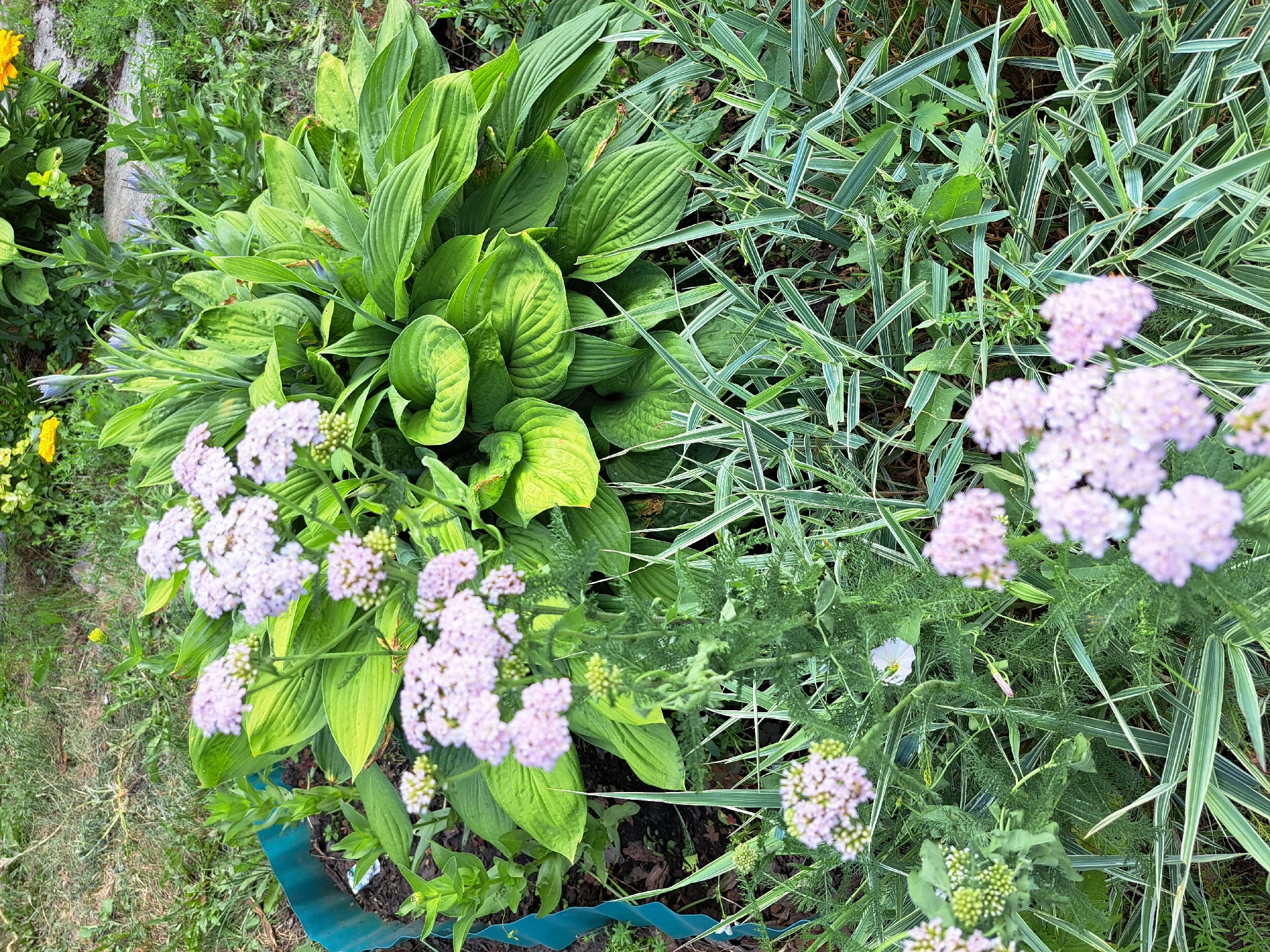 The image shows a garden scene in Chernetsk, Russia, featuring a variety of plants. In the foreground, delicate clusters of small pink flowers are visible, likely Yarrow (Achillea millefolium), with their feathery green foliage. Behind these, a large hosta plant with broad, green, textured leaves dominates the center of the frame. The hosta's leaves show some yellowing and variegation. Interspersed between the hosta and the pink flowers are thin, striped ornamental grasses. In the background, more greenery is visible, including some taller plants with blue flower buds, possibly a type of Lily. A bright yellow flower, likely a Zinnia, can be seen in the upper right quadrant of the image. The ground is covered with grass, soil, and scattered leaves. A curved, teal-colored garden border is partially visible on the left side of the image, separating the garden bed from the surrounding lawn. The overall impression is one of a well-maintained, temperate garden during the summer season.