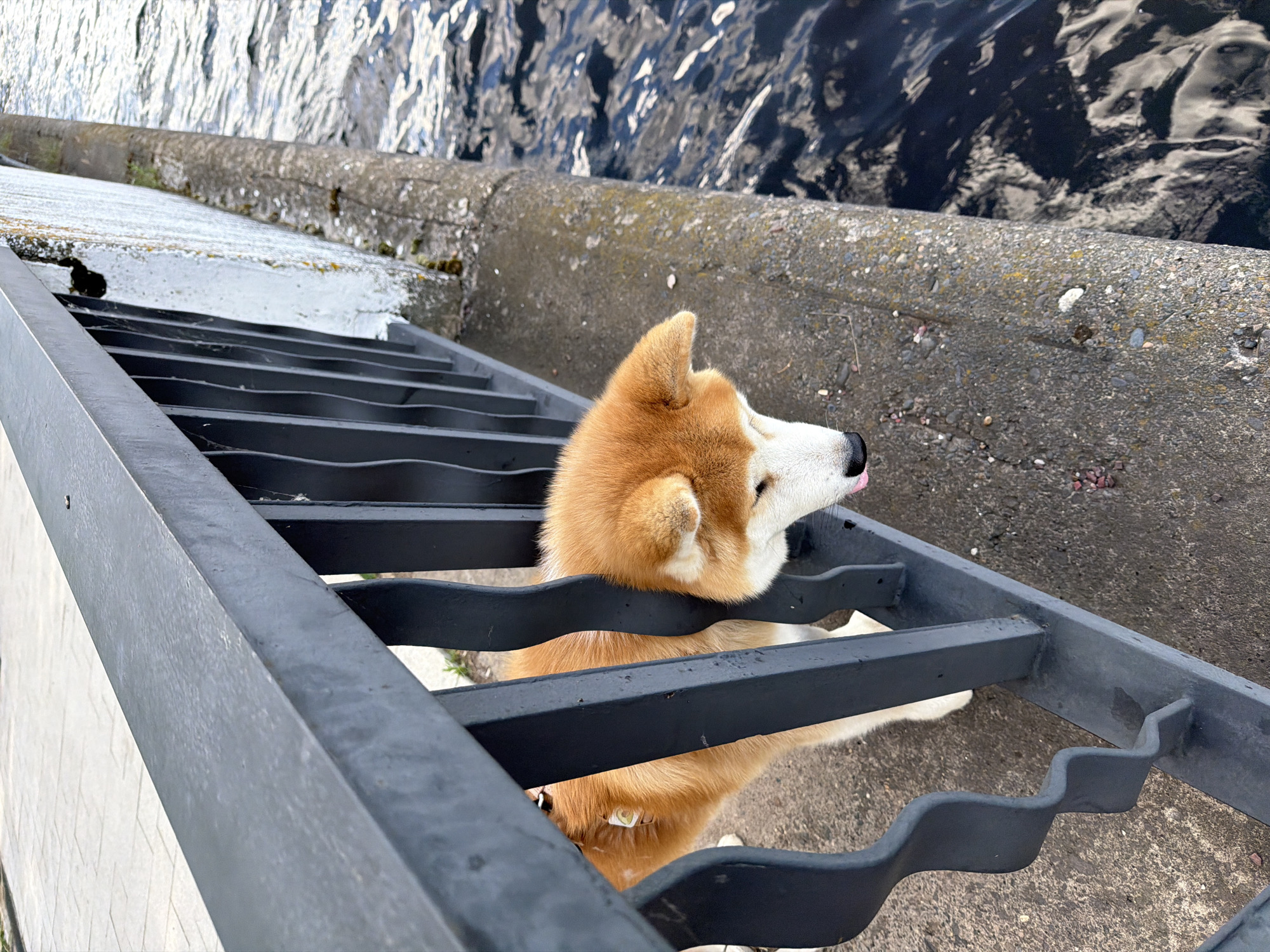 The image depicts an Akita dog with orange and white fur, peeking through the bars of a black metal fence. The dog's tongue is slightly extended. The fence runs along a concrete embankment next to a body of dark, rippling water. The embankment is rough and textured, with scattered small stones and moss. Beyond the fence, on the left side of the image, a paved walkway can be seen. The scene appears to be outdoors, possibly along a waterfront promenade. The location is identified as Chaikovsky, Russia.