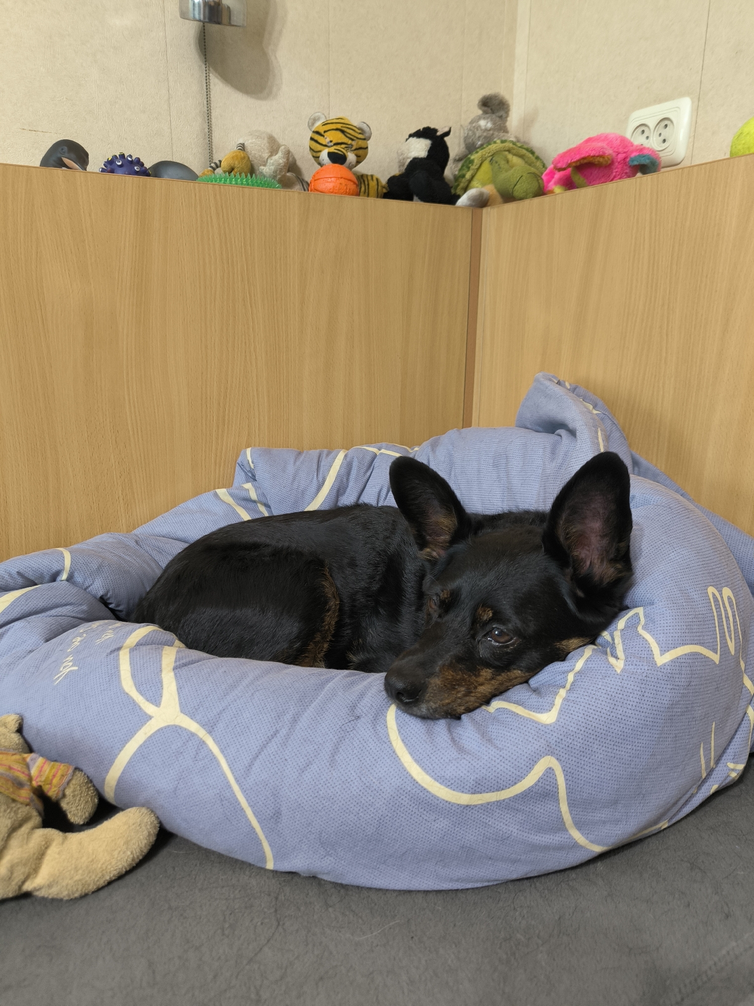 A black and tan dog with large ears lies curled up on a blue dog bed adorned with a yellow line pattern. The dog is resting its head on the bed, with its eyes partially open. In the background, there are wooden shelves filled with various stuffed animals, including a tiger, a turtle, and a bright pink stuffed creature. A white electrical outlet is visible on the wall to the right. A small, tan stuffed animal is partially visible on the left side of the frame, near the dog bed. The overall environment appears to be indoors, likely a home. The image does not provide any specific details that would allow for pinpointing its location within the city of Mykolaiv, Ukraine.