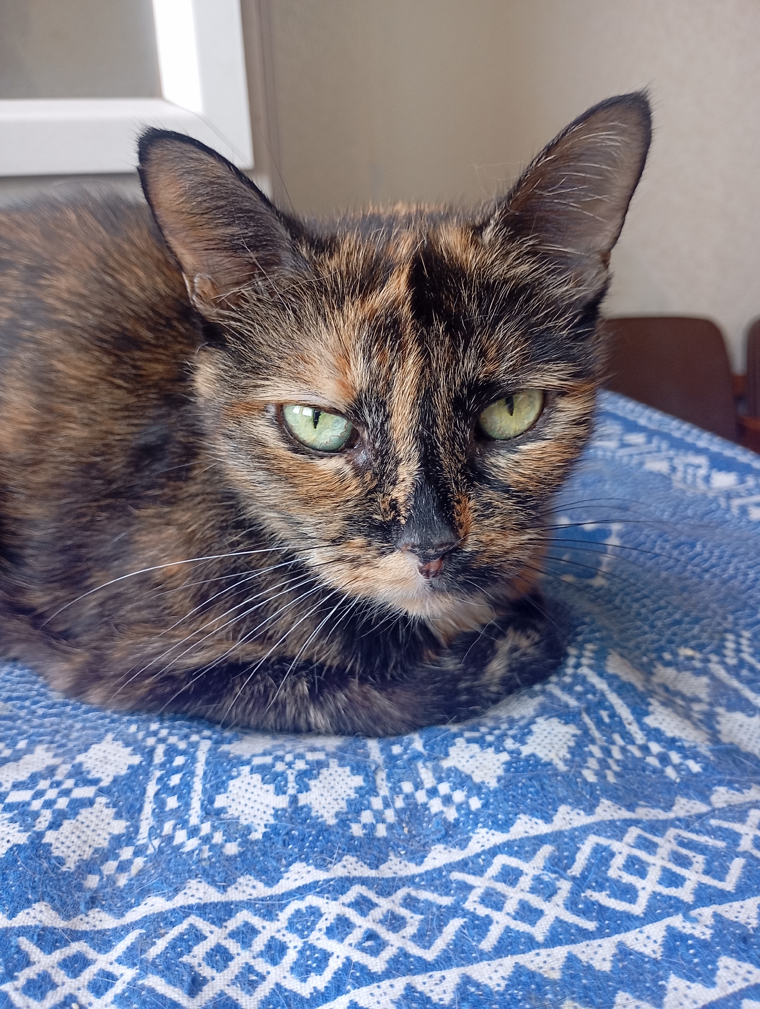 A close-up, eye-level shot shows a tortoiseshell cat with green eyes lying on a blue and white patterned blanket. The cat is facing the camera with its head slightly tilted. Its fur is a mix of black, brown, and orange. The background is blurred but appears to be indoors, with a window frame visible at the top left and the back of chairs at the top right. The scene is likely a domestic setting in Kharkiv, Ukraine.