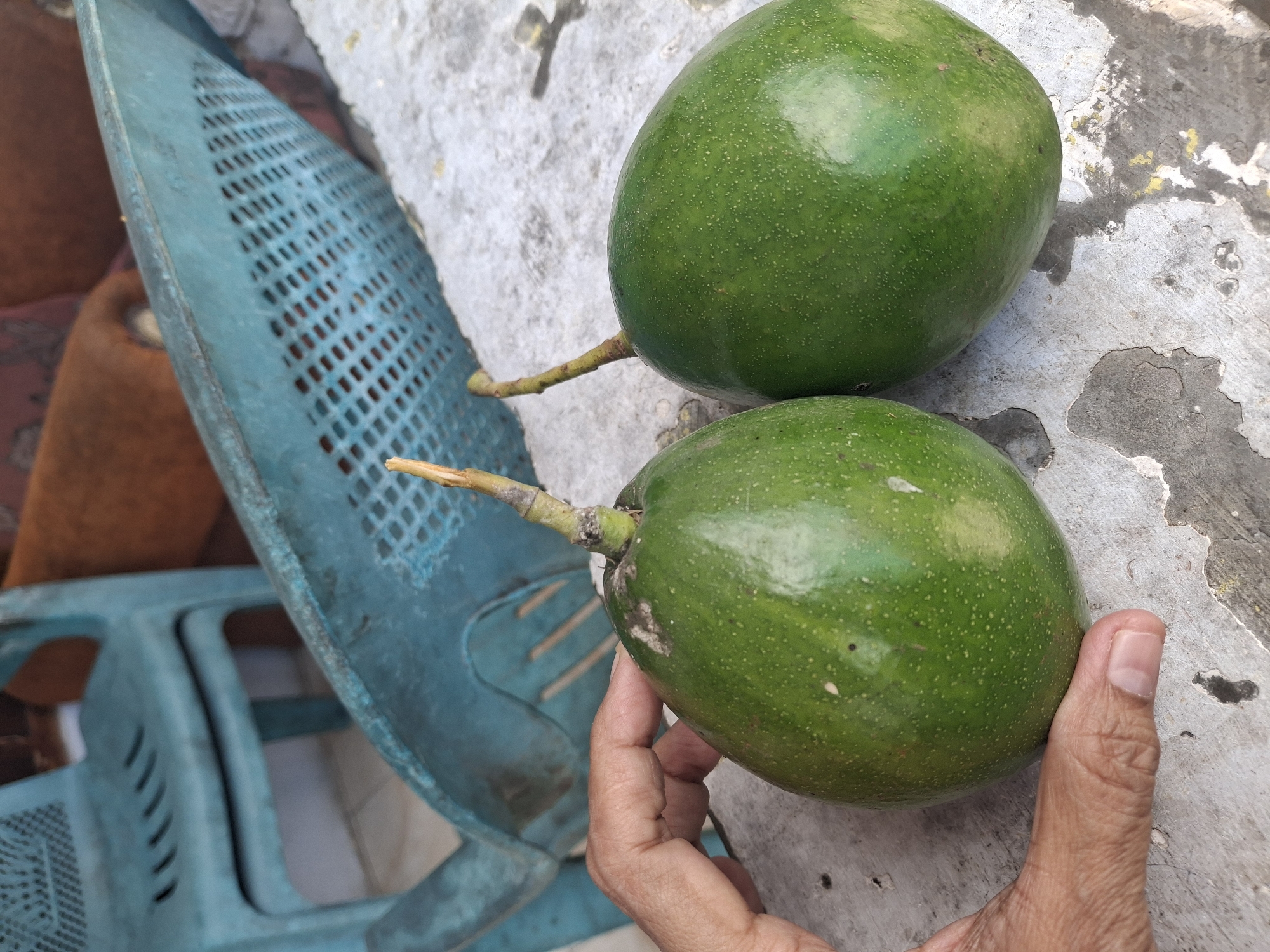 Two green avocados, with stems attached, rest on a textured, weathered surface that appears to be concrete or stone. A human hand, with visible fingernails and skin creases, is partially visible on the left, gently touching the surface of the avocado closer to the viewer. In the blurred background, a bright teal plastic chair is visible, along with a portion of an orange upholstered object. The scene is illuminated by natural light. This image was captured in Denok, Indonesia.