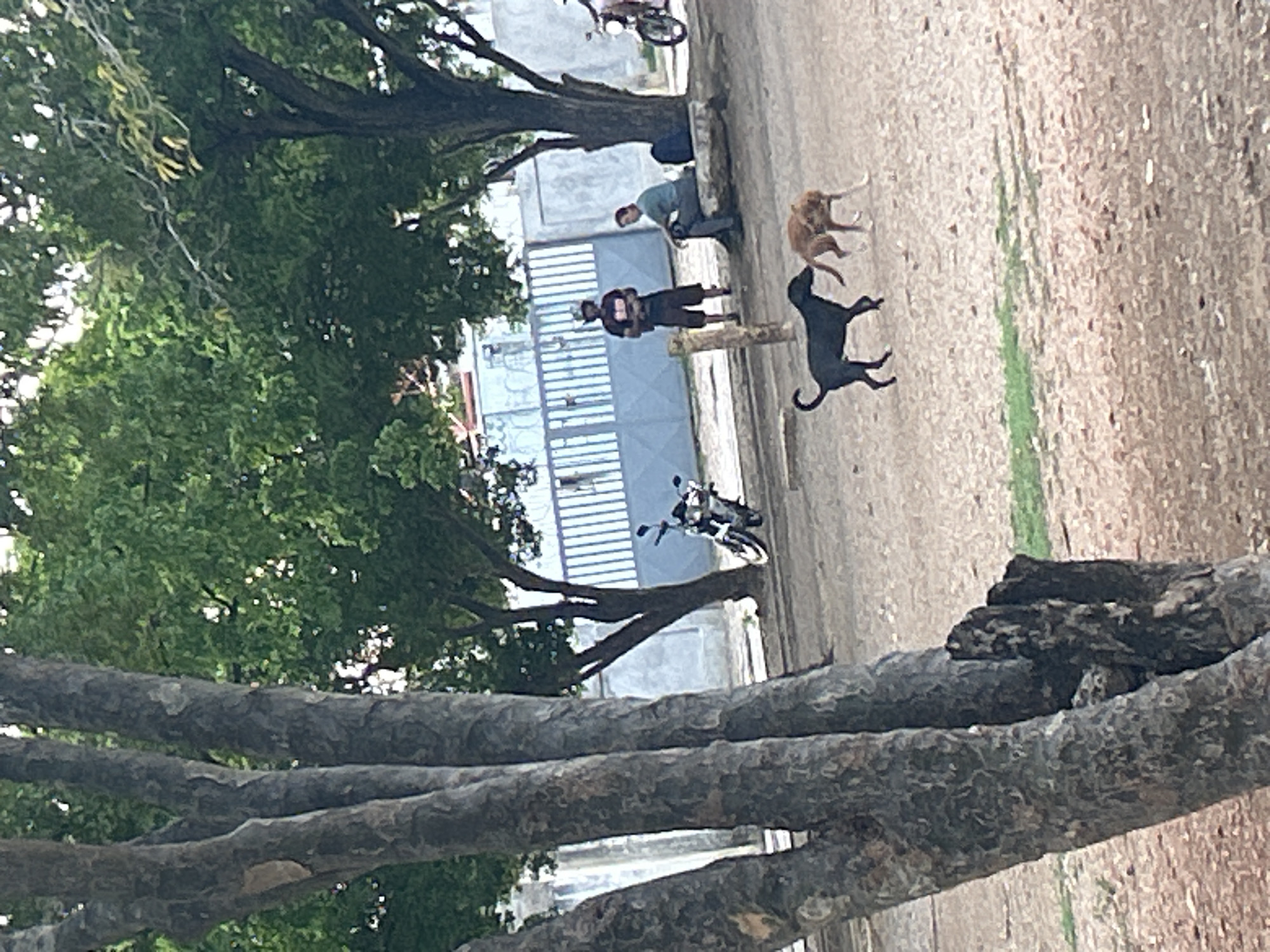 The image depicts an outdoor scene in the city of Santa Ana, Venezuela. In the foreground, two dogs are interacting in a dusty, open area with scattered patches of grass. One dog is black and appears to be walking, while the other is light brown and is either walking or standing. In the middle ground, a man wearing a dark t-shirt and shorts stands near a fence, holding a bag. To his right, another man is seated on a stone bench, looking towards the viewer. A motorcycle is parked to the left of the standing man, and another motorcycle is partially visible on the far right. The background features a light-colored building with a blue fence. Lush green trees with thick trunks and branches provide shade over the scene. The overall environment suggests a relaxed, public space within the city.