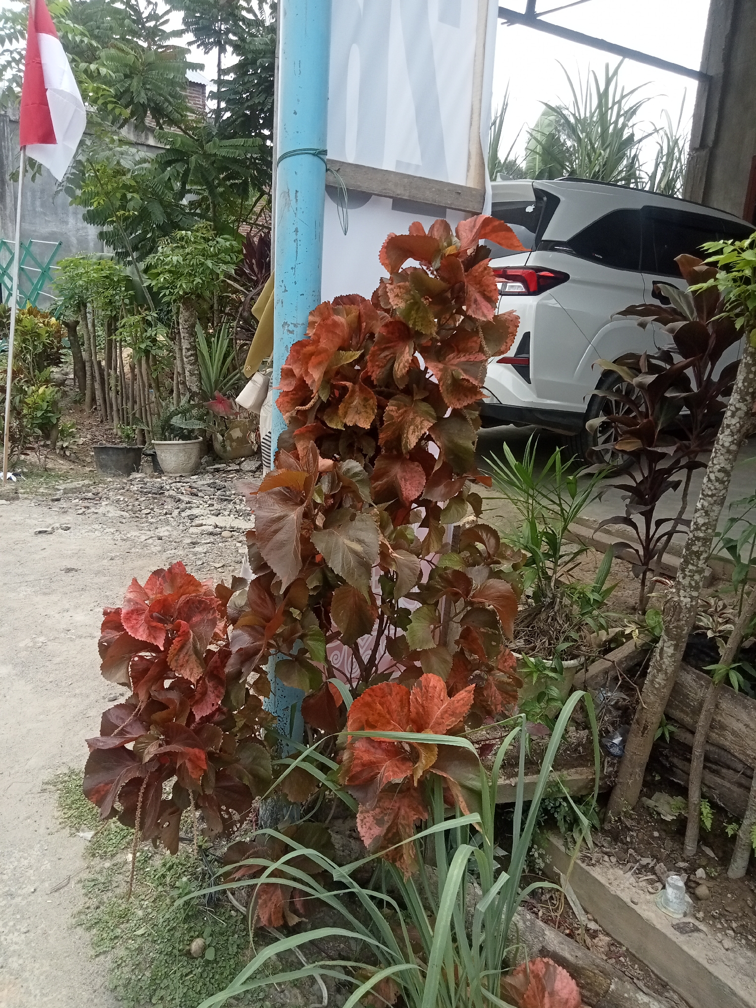 An outdoor scene in Singgahmata, Indonesia, features a white SUV parked under a covered structure. In the foreground, a cluster of plants with reddish-brown, textured leaves is prominent, growing next to a bright blue pole. To the left, a red and white flag, likely the Indonesian flag, is displayed on a pole, surrounded by various plants and trees. The ground is a mix of dirt and gravel. The environment appears to be a residential or semi-rural area, with a simple building structure visible in the background.