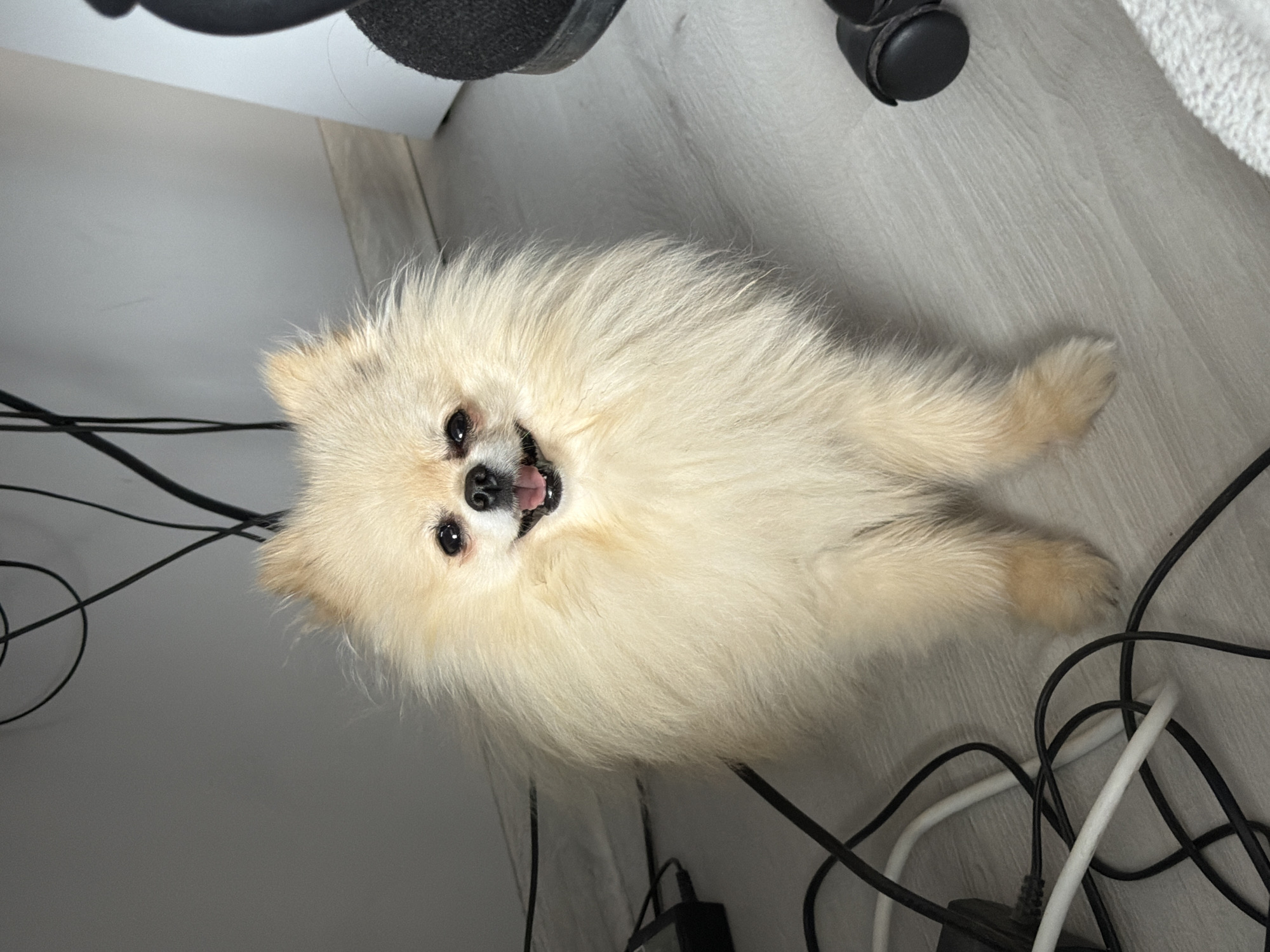 A light-colored Pomeranian dog lies on its back on a light wood-patterned floor. The dog is smiling with its mouth open. The dog's head is oriented towards the left and its body is oriented towards the right. Black and white electrical cables are scattered around the lower right portion of the image. A black chair leg and wheel are visible in the upper portion of the image. The dog is most likely indoors. There is no evidence to indicate the location is Varna, Bulgaria.