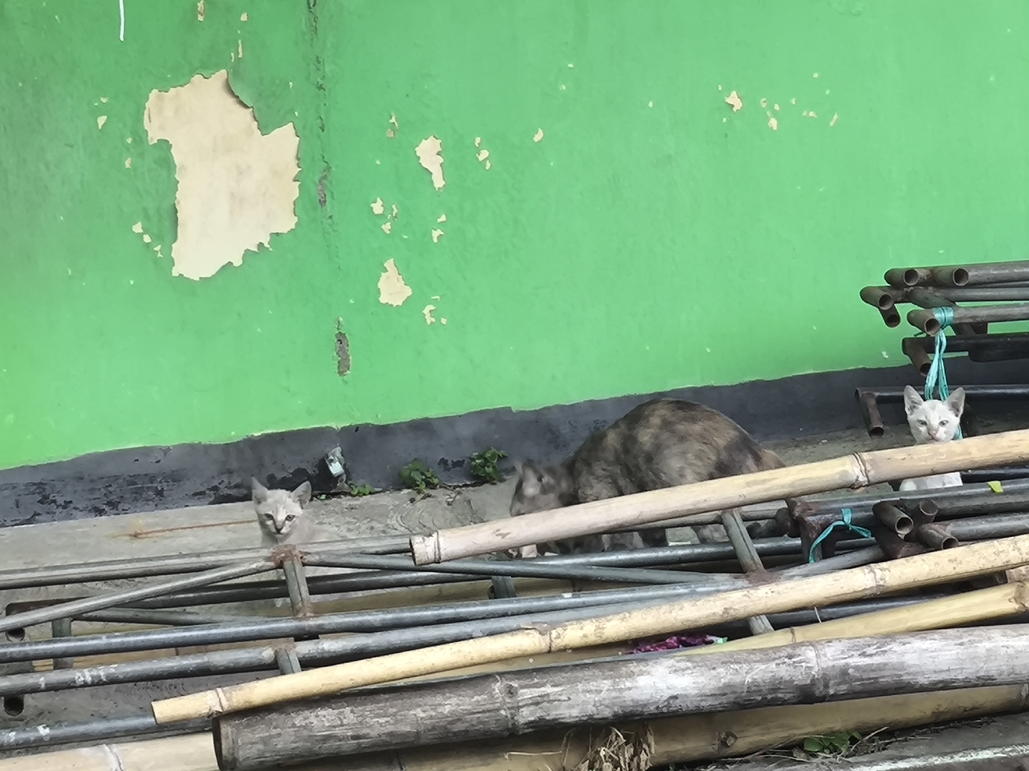 In a rear alley in Cilegon, Indonesia, a light grey kitten with wide blue eyes peeks out from behind a stack of metal and bamboo poles. The kitten is positioned on the left side of the frame, with its body mostly obscured by the poles, and its face clearly visible. Behind it, and slightly to the right, a tabby cat with mottled brown and grey fur is partially visible, its head down as if grooming or eating. The backdrop is a bright green wall with peeling paint, revealing patches of lighter plaster underneath. The ground appears to be concrete or a similar paved surface, with some sparse green vegetation growing between the paving stones. The overall scene suggests an outdoor, somewhat neglected urban environment.