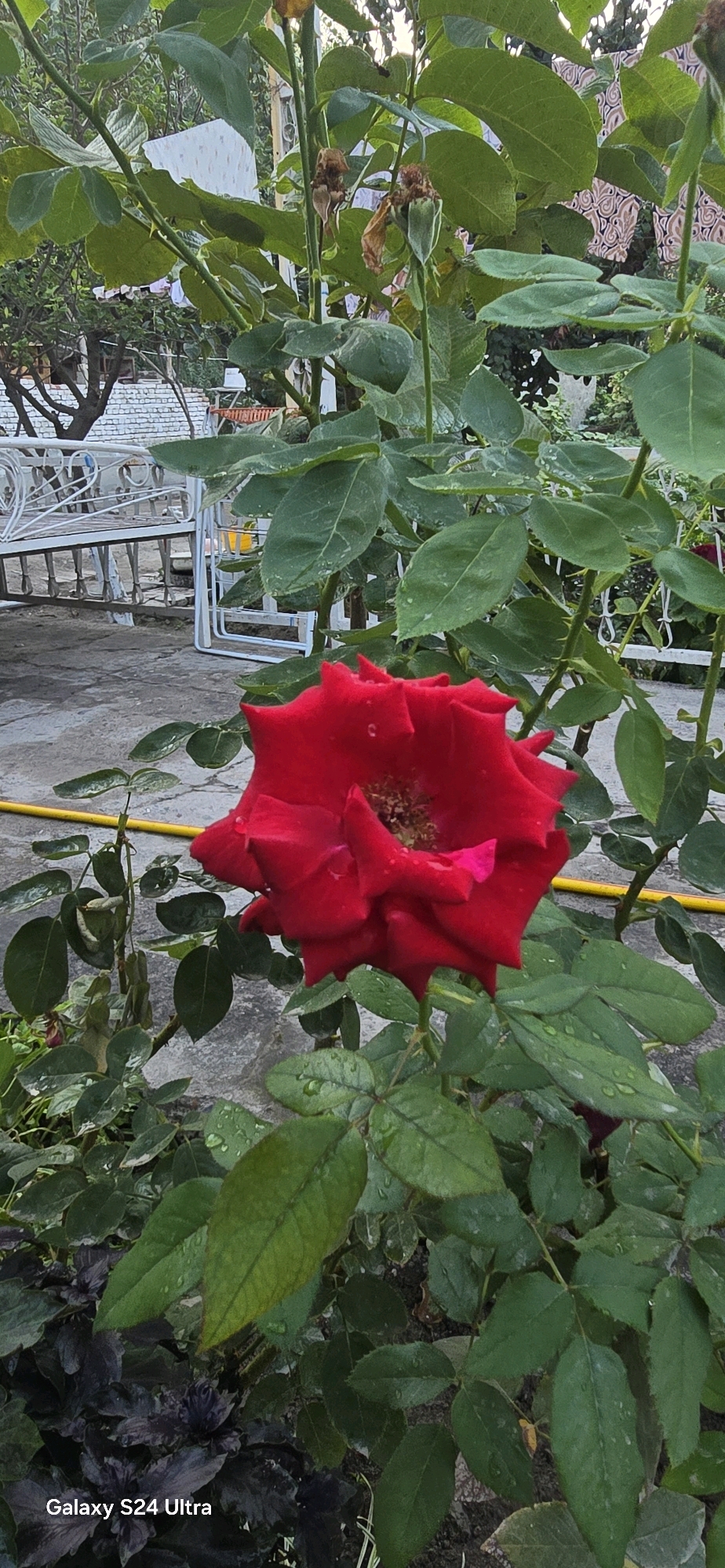 A single, vibrant red rose in full bloom is the central focus of this outdoor scene. The rose, with its velvety petals, is positioned slightly to the left of the frame and appears wet, likely from recent rain, as evidenced by small water droplets on its leaves. The rose bush has dark green, serrated leaves and thorny stems, typical of rose plants. In the background, a concrete patio or walkway is visible, along with a white metal bench and railing, suggesting a garden or yard setting. Further back, a brick structure and some foliage hint at the surrounding environment. The overall lighting suggests it is either early morning or late afternoon. The image appears to be taken in the city of Chirkay, Uzbekistan, as indicated by the watermark "Galaxy S24 Ultra" at the bottom left corner, which is a common feature on photos taken with that model of smartphone and can sometimes be associated with location data when embedded. There are no people or animals present in the image.