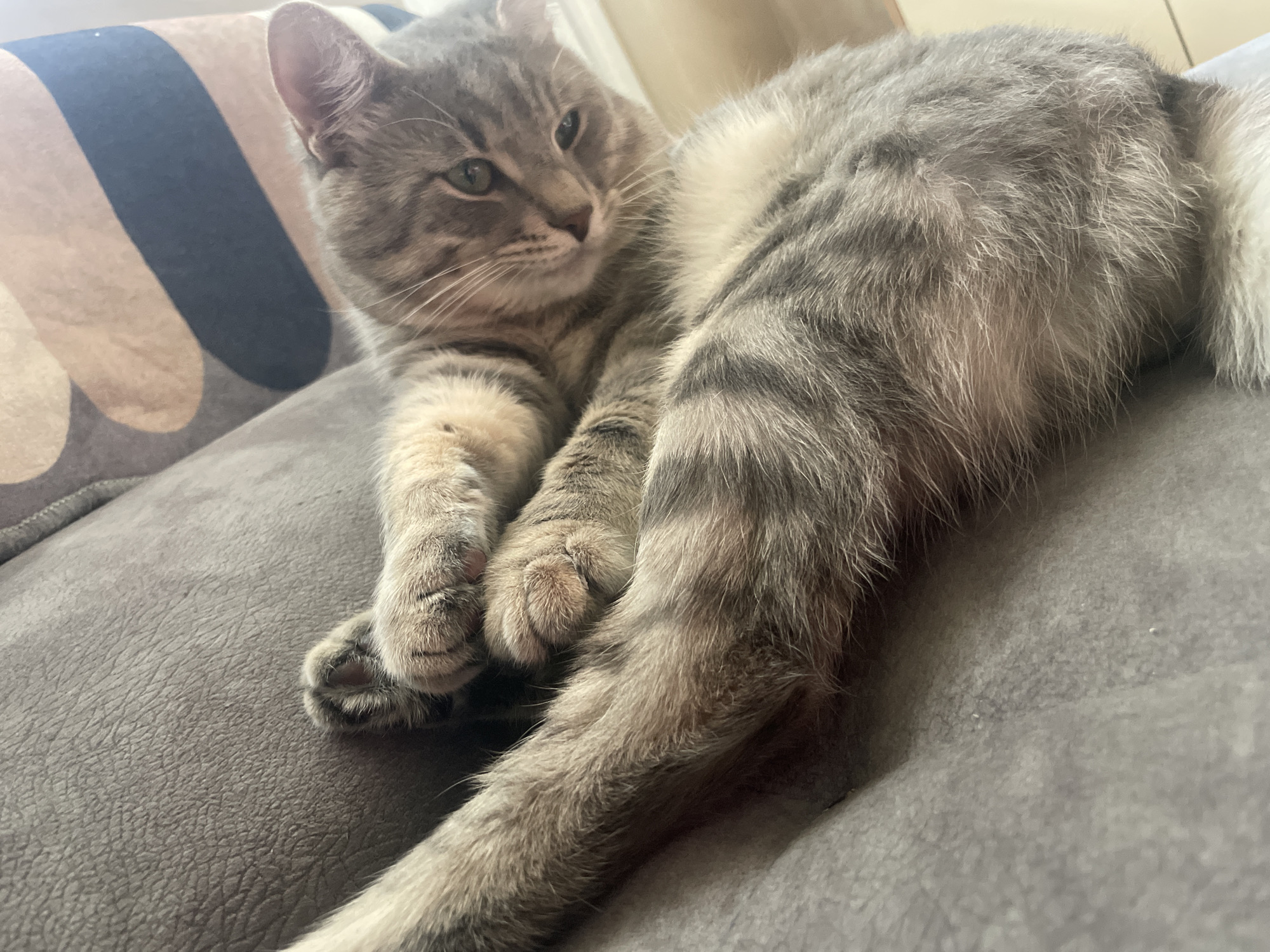 A grey tabby cat is captured resting comfortably on a grey couch or sofa in an indoor setting. The cat is lying on its side, looking towards the left of the frame with a calm and slightly curious expression. Its fur exhibits a prominent striped tabby pattern in various shades of grey, with lighter, almost white fur visible on its belly and chest. The cat's eyes are a greenish-amber color.
The cat's front paws are tucked together, revealing visible pink toe beans on one of its paws. Its fluffy tail extends into the foreground on the right side of the image. The texture of the cat's fur appears soft and well-groomed.
Behind the cat's head, there is a cushion or pillow featuring a distinct pattern of large, wavy stripes in dark grey/black and light beige/brown. The couch beneath the cat is a solid grey color with a subtle, textured surface. The background beyond the cat and cushion is out of focus, suggesting a room interior, possibly a living room or bedroom, illuminated by soft, natural light, indicating it is daytime. There are no specific visual elements within the image that denote the location as Novi Sad, Serbia. No text is visible in the image. The overall impression is one of peaceful relaxation and domestic comfort.
