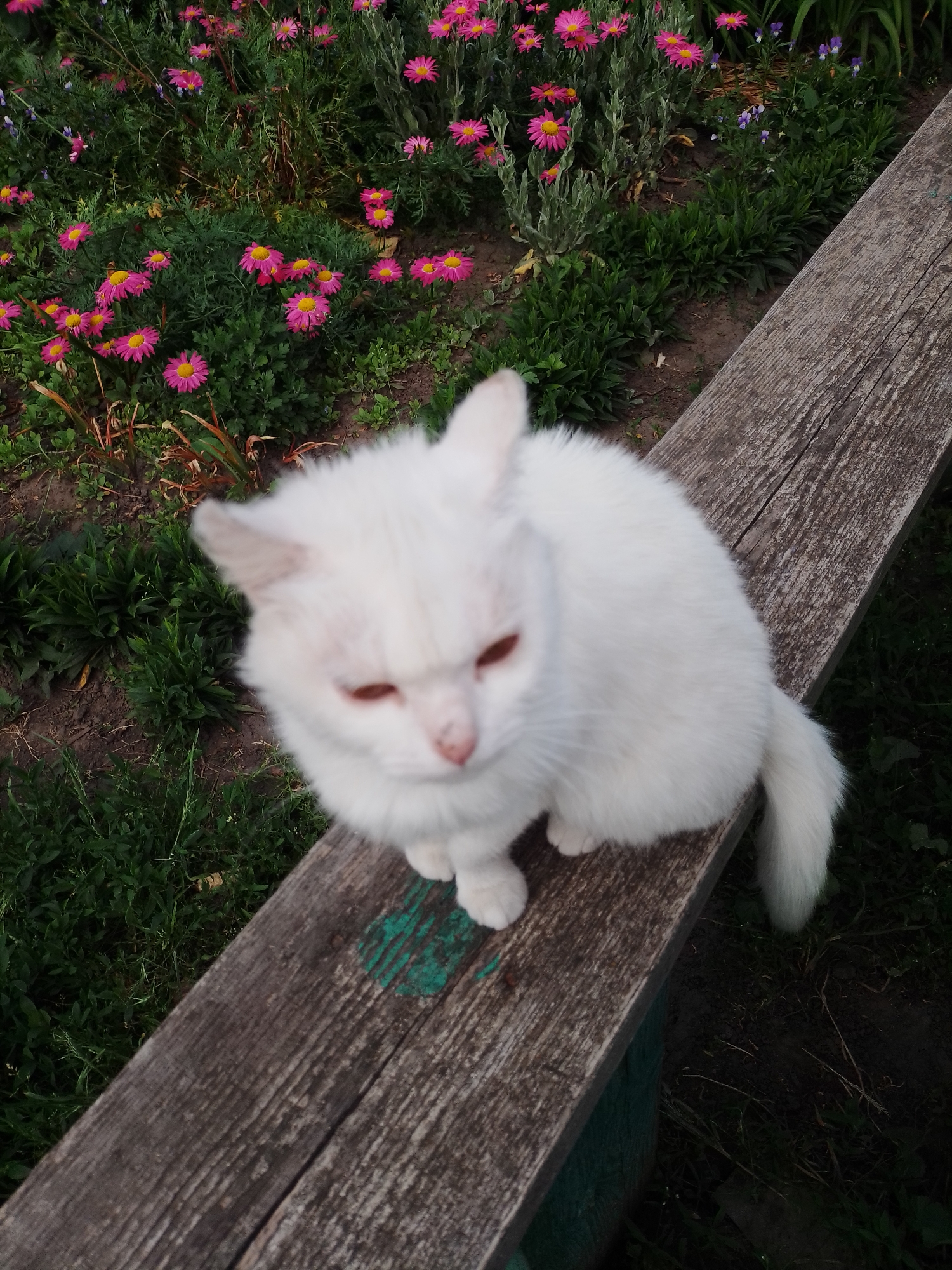 A white cat with reddish eyes sits prominently on a weathered wooden bench in an outdoor garden setting in Ustyvytsia, Ukraine. The cat's fur is bright white and fluffy, and it is positioned facing slightly to the left, looking downward. Its eyes appear a distinct reddish hue. The cat is slightly out of focus, while the wooden bench and background are sharper.
The bench itself is made of rough, aged wood, displaying clear grain patterns and a noticeable patch of faded green paint. To the left and behind the cat, a vibrant flower bed fills the scene with lush greenery and numerous blooming flowers. The most prominent flowers are pink and daisy-like, featuring bright yellow centers. Interspersed among these and further back, smaller purple flowers are also visible. The ground consists of dark soil with patches of green grass and other low-growing plants.
The scene captures a peaceful daytime moment in a garden, under soft lighting which suggests either an overcast day or late afternoon. No visible text is present in the image.