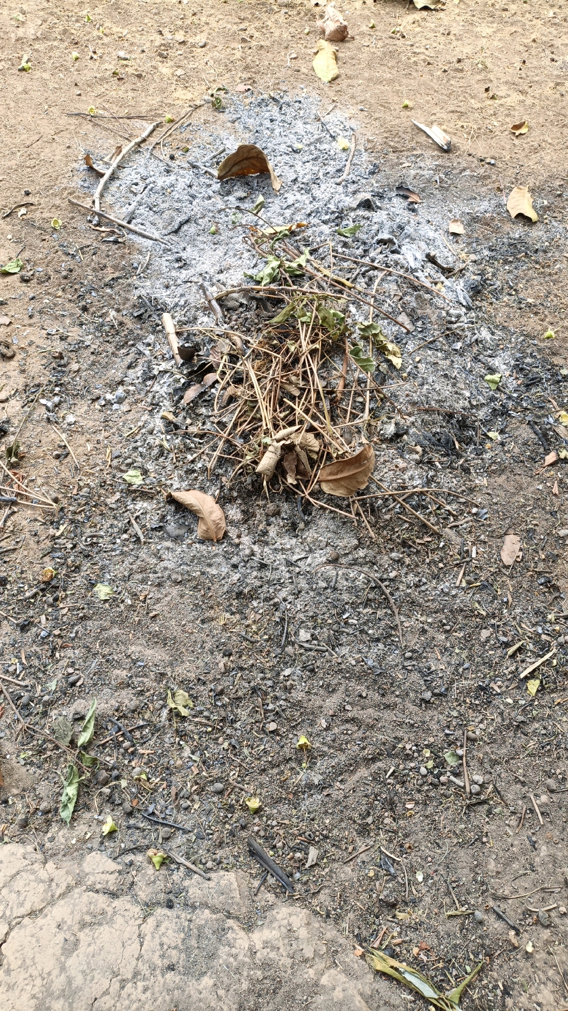 In Suwawal Timur, Indonesia, a patch of ground exhibits signs of recent burning. The area is primarily composed of dirt and ash, with scattered twigs, dry leaves, and some green plant debris forming a small pile in the center. Grayish ash is spread across the surface, particularly in a circular pattern, indicating where a fire may have been contained. Some small, yellowish-green fruit-like objects are visible on the ground in the lower left and right portions of the image. The ground is uneven and appears to be outdoors, possibly in a yard or natural area.