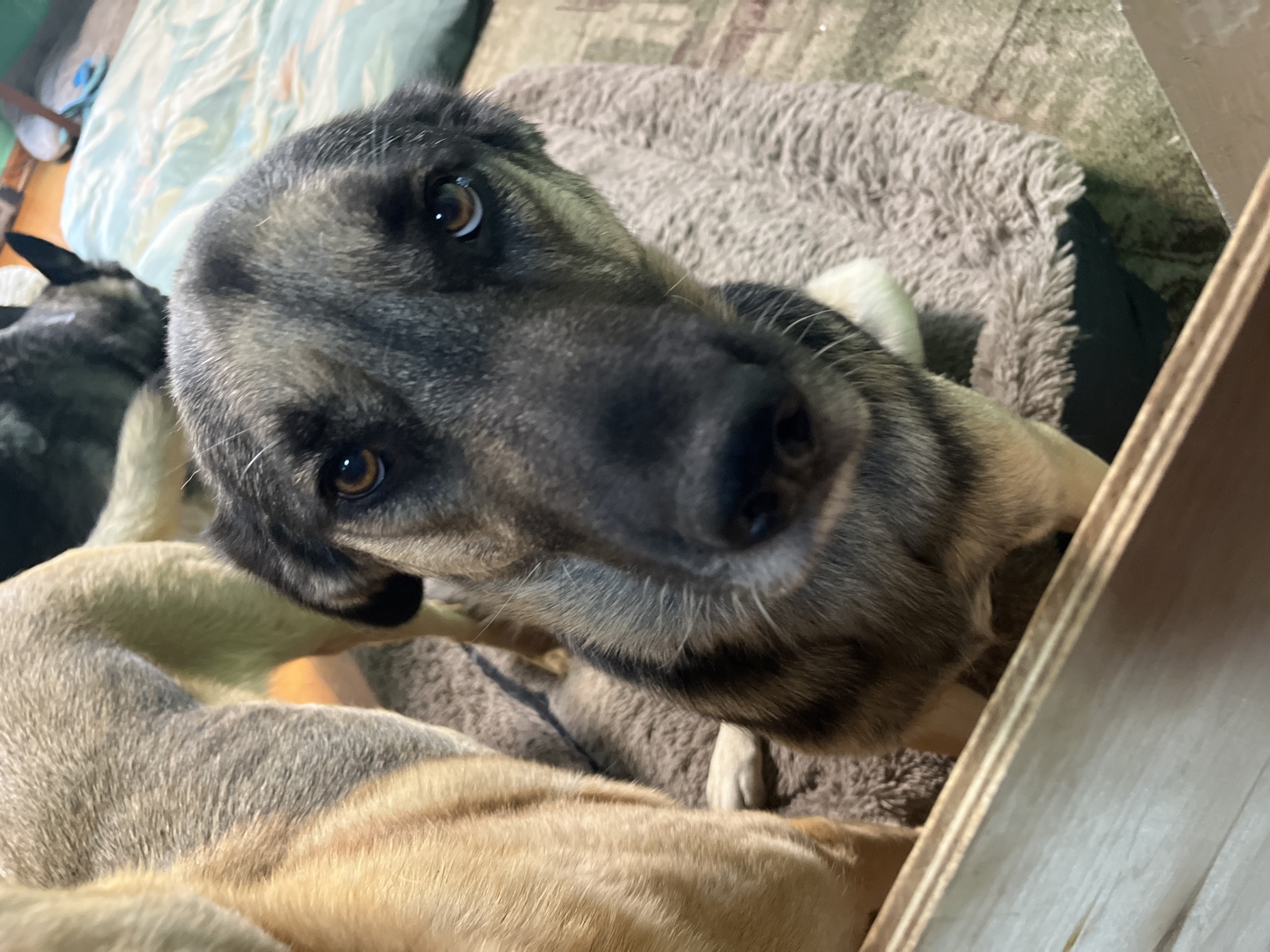 The image shows a close-up of two dogs in a domestic setting. The dog in the foreground is a medium-sized mixed breed with gray, black, and tan fur, looking directly at the camera. Its fur has a grizzled appearance. Its eyes are brown, and it has a wet black nose. It is lying on a fluffy, brown dog bed. In the background, the hindquarters of another dog, a larger tan-colored breed, are visible to the left. Behind the tan dog and further in the background, another darker-colored dog's head is visible. The environment appears to be a room with a patterned rug on the floor and a light blue patterned blanket or bedding in the upper right corner. A wooden structure is in the lower left foreground, partially obscuring the view. There are no people visible in the image. The lighting suggests an indoor environment. The location is stated to be the city of Nizhny Tagil, Russia.