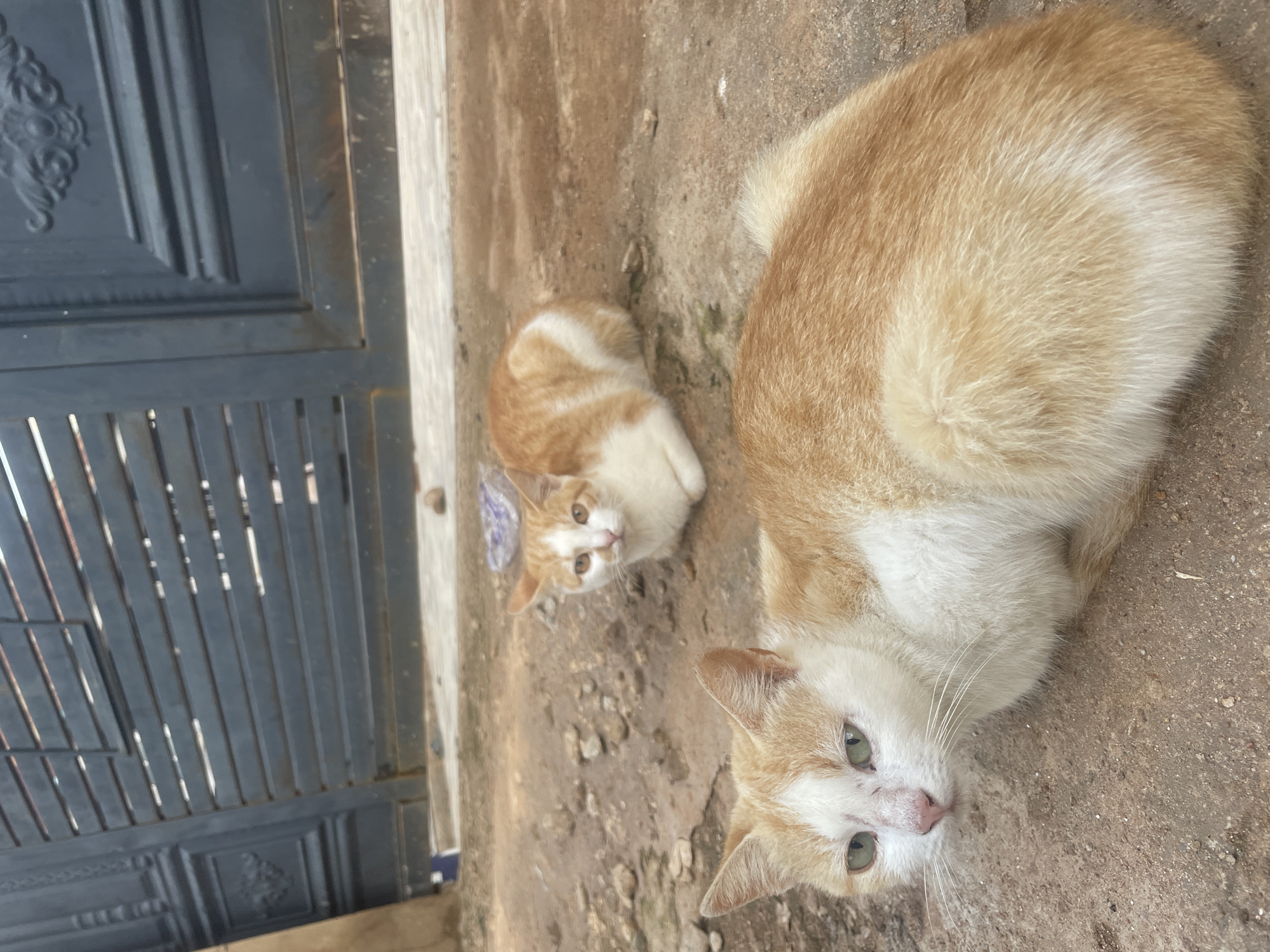 In the city of Kurunduma, Nigeria, two ginger and white cats are resting on a dirt and concrete ground. A dark metal gate with horizontal bars and decorative panels is visible behind them. The cat in the foreground is larger and lies closer to the camera, with its head turned to the left, revealing green eyes and a pink nose. The second cat is smaller and positioned further back, also lying down and looking towards the camera with its ears perked. The ground is a mixture of reddish-brown dirt with scattered small stones and patches of concrete.