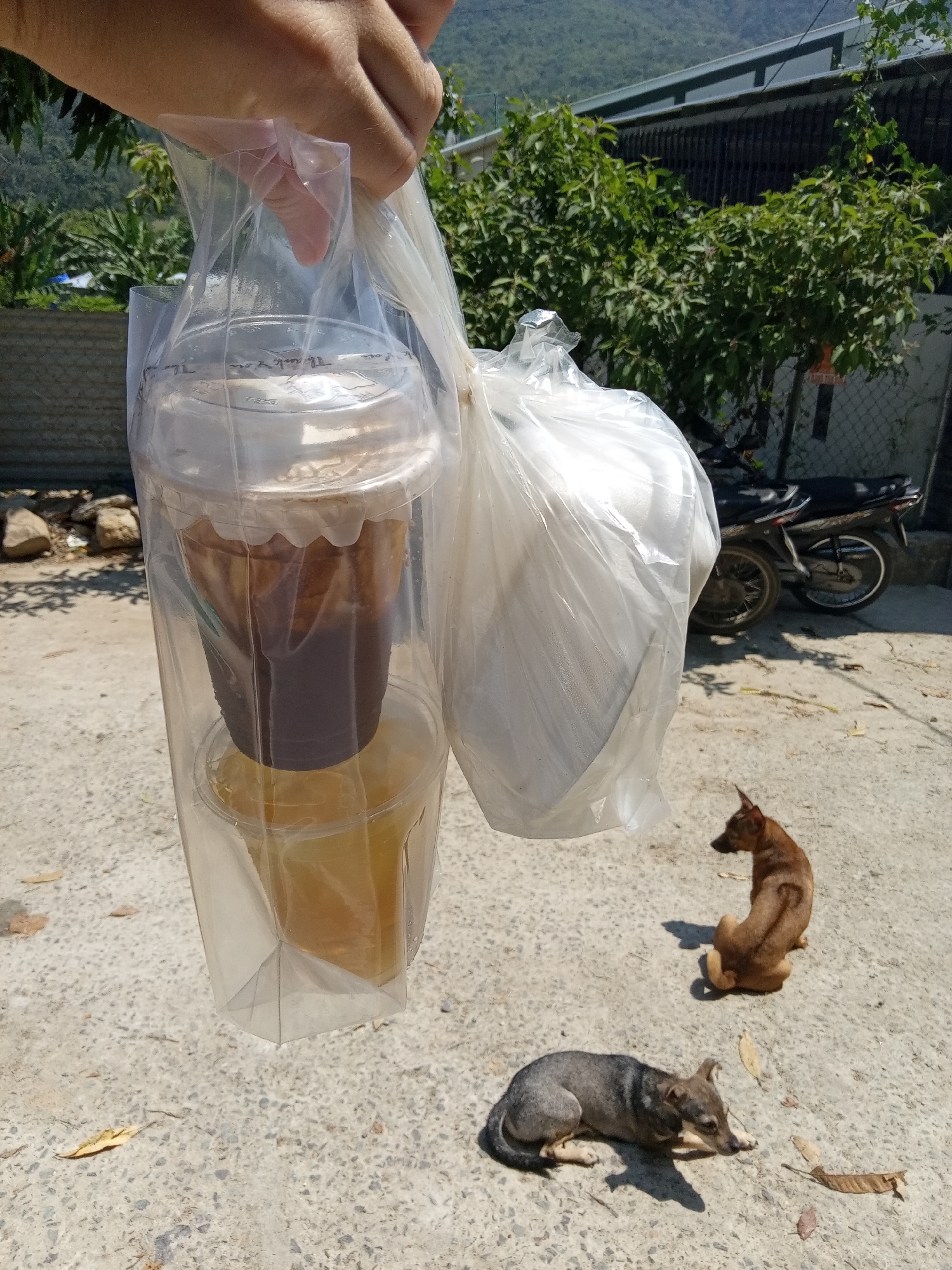 An outdoor scene in Bac Natural Heritage Area Trang, Vietnam, shows a person's hand holding a clear plastic bag containing two plastic cups filled with liquid. The upper cup contains a dark-colored liquid, possibly coffee, with a layer of foam on top. The lower cup contains a light-colored liquid. Beside the plastic bag is a second plastic bag containing an unidentified object. In the background, two dogs are visible on a concrete surface. One dog is brown and sitting, while the other is gray and lying down. A parked motorbike is visible in the background, along with trees and a building.
