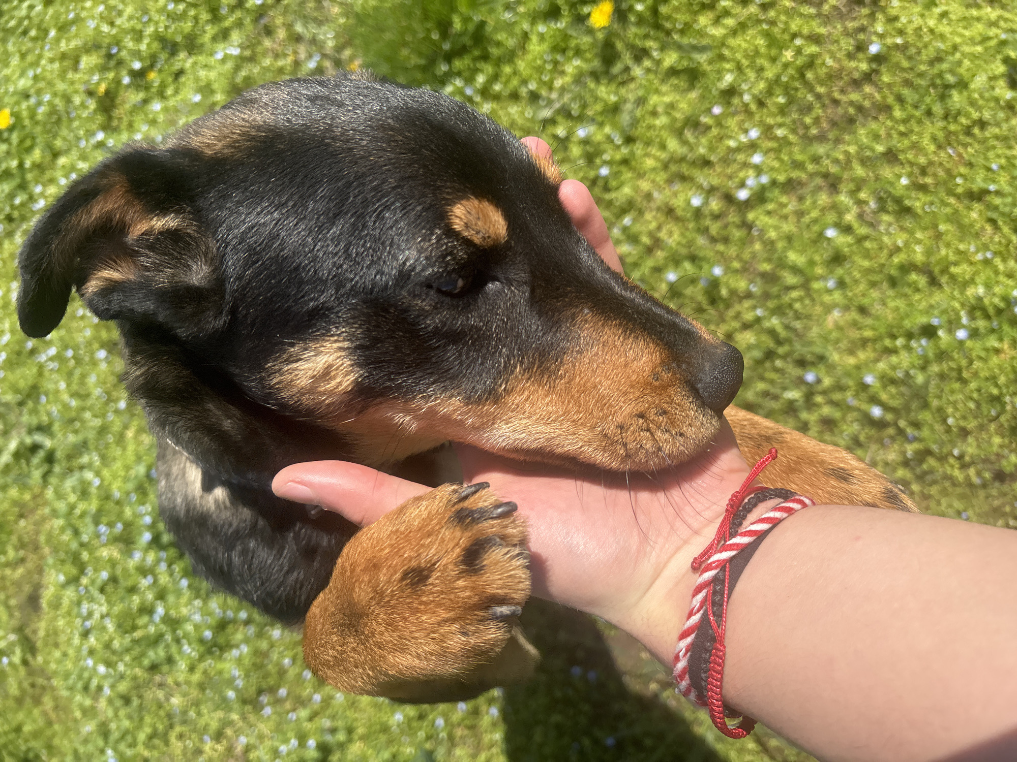 A close-up captures a black and tan dog being petted in an outdoor environment, possibly in Lehchevo, Bulgaria. The dog is facing to the right, with its head resting against the person's hand. The dog's paw is also resting on the person's hand. The person has a red and white woven bracelet. The background consists of green grass, and light yellow and blue flowers. The environment appears to be a sunny day with natural lighting.