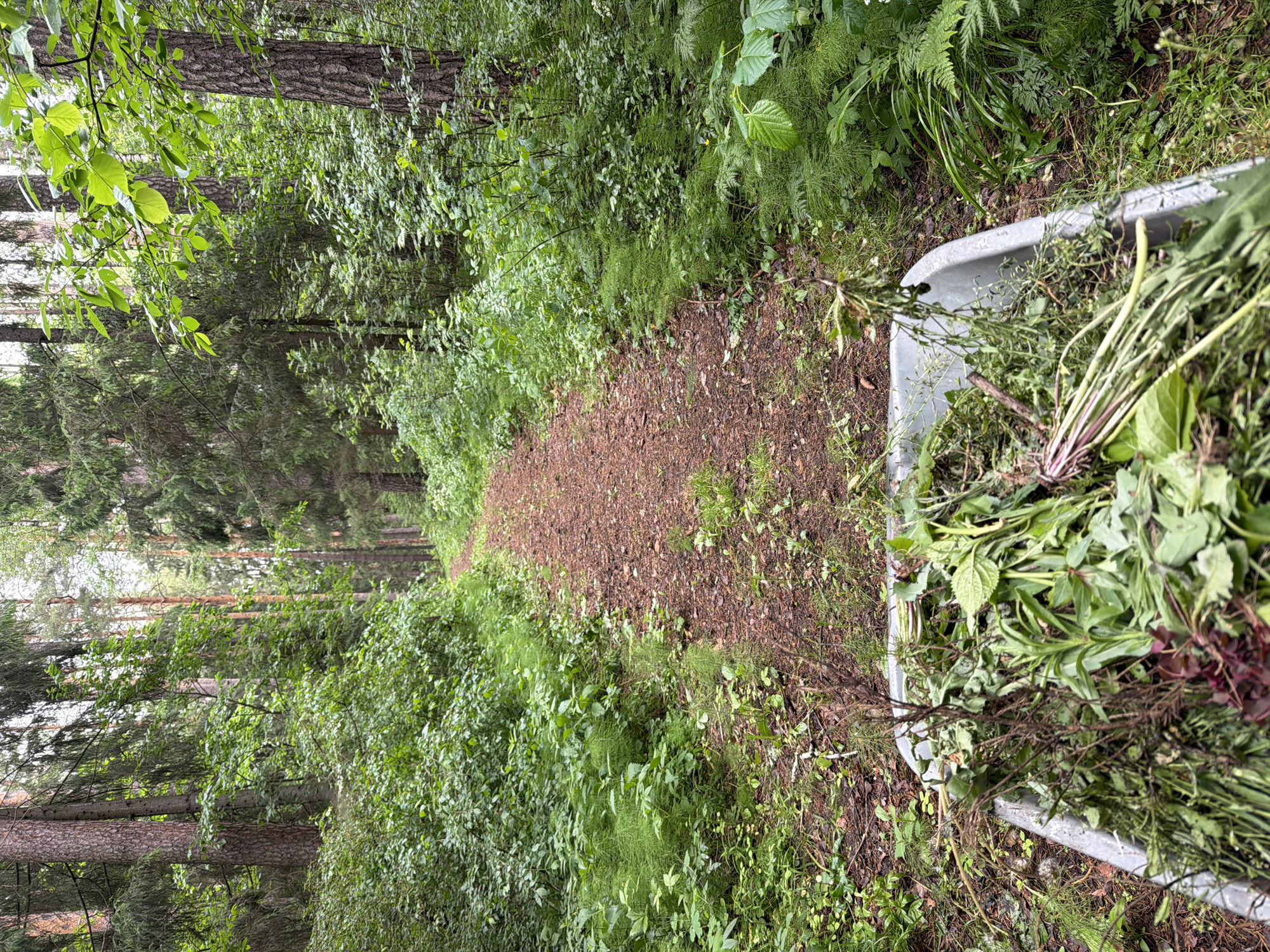 The image displays a narrow, unpaved path winding through a dense forest, likely in Chaikovsky, Russia. The path itself is composed of reddish-brown earth, possibly covered with pine needles and small debris. On both sides, it is flanked by lush green undergrowth, comprising various plants, bushes, and ferns. Tall conifer trees, predominantly pines and spruces, along with some deciduous trees, form a thick, verdant canopy, indicating a rich forest environment.
To the right of the path, a grey wheelbarrow or similar container is visible, filled to the brim with freshly pulled green plant matter. This includes a variety of weeds, some with prominent reddish stems and roots, suggesting recent gardening, weeding, or clearing activity in the area, perhaps for path maintenance or nearby cultivation.
The scene is illuminated by natural daylight, which appears to be diffuse or dappled, implying an overcast day or light filtering through the leaves. No harsh shadows are present. The overall atmosphere conveys a sense of natural tranquility combined with evidence of human effort in managing the forest's edge. There are no people visible in the image, nor is there any discernible text.