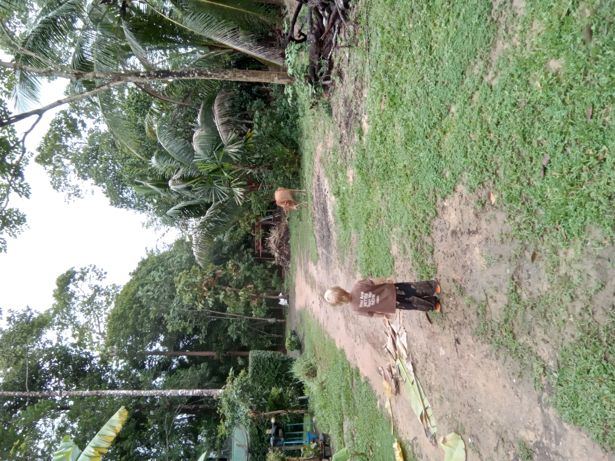 This image captures a rural, tropical scene on Ko Siboya, Thailand, seen from a slightly elevated perspective looking down a dirt path. The path, appearing damp and muddy in places, recedes into the distance, bordered on both sides by lush green vegetation.
In the foreground, a person, possibly a child, with light-colored hair is walking away from the camera along the path. They are wearing a brown t-shirt with the text "YOU ARE BETTER THAN YOU THINK" visible on the back, dark trousers, and shoes with orange accents. Dried banana leaves are scattered on the path near their feet.
Further along the path, in the middle ground, a light brown cow stands facing away from the viewer, positioned between the path and the dense foliage on the left. Beyond the cow, a pile of cut wood or debris is visible.
The scene is rich with tropical greenery, including prominent coconut palm trees and various other broadleaf trees that form a dense canopy against a bright, overcast sky. The ground is covered in short green grass where it's not a dirt path. In the far distance on the left, a satellite dish and some potted plants can be seen, indicating nearby human dwelling. The time of day appears to be daytime, under soft, diffused light, suggesting either an overcast sky or early morning/late afternoon. The environment feels humid and natural.