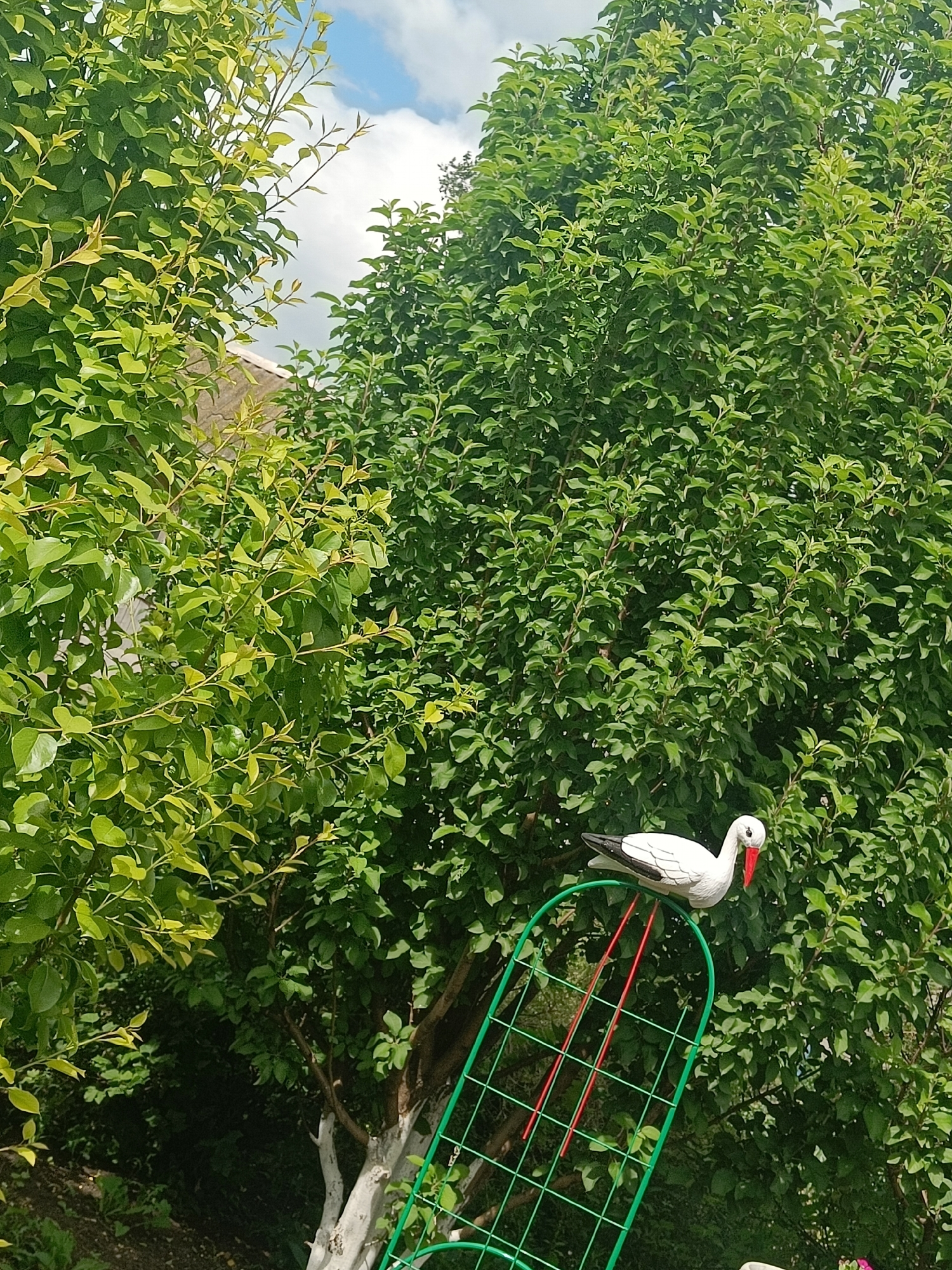 The image shows a garden scene in the city of Pervomayskoye, Russia. A white decorative stork with a red beak and black wingtips is perched on top of a green metal garden trellis with red support stakes. The trellis is angled and positioned in front of a lush green tree with dense foliage. To the left of the tree, another tree with lighter green leaves is visible, and a portion of a building's roof can be seen between the trees. The sky above is partially cloudy. The foreground shows some dark green ground cover.