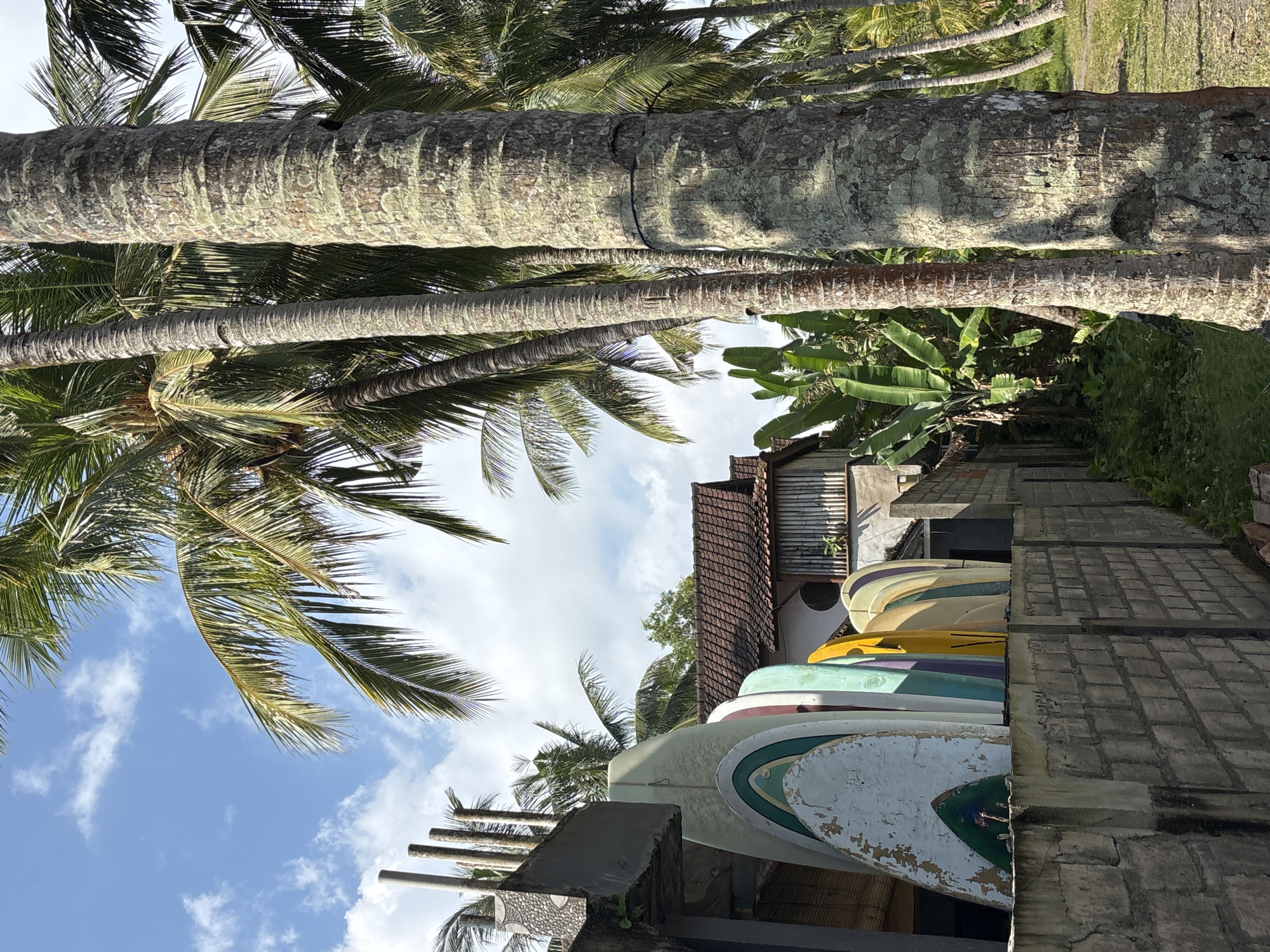 This image captures a vibrant tropical scene, looking upwards from ground level in what appears to be Pekutatan, Indonesia. The setting is characterized by lush natural elements and equipment related to surfing.
On the left side of the frame, several towering palm trees dominate, their robust trunks showing distinct textures of growth rings and patches of grey-green lichen or moss. Their long, feathery fronds stretch out against a bright blue sky, which is dotted with scattered white clouds, indicating clear weather and bright daylight, likely mid-morning or early afternoon.
To the right, a series of surfboards are neatly stacked in an upright position on a concrete or stone rack. These boards exhibit a range of colors, including white, green, blue, yellow, and purple. Some, particularly the white one in the foreground, show visible wear and peeling paint, suggesting frequent use. Behind the surfboards, a building with a warm reddish-brown tiled roof and lighter-colored walls is partially visible, nestled amongst dense tropical foliage, including prominent banana leaves. There are no people present, and no specific activity is taking place other than the static display of the surfboards and the natural environment. No visible text is present. The overall scene conveys a tranquil, coastal atmosphere, typical of a surf-oriented location.