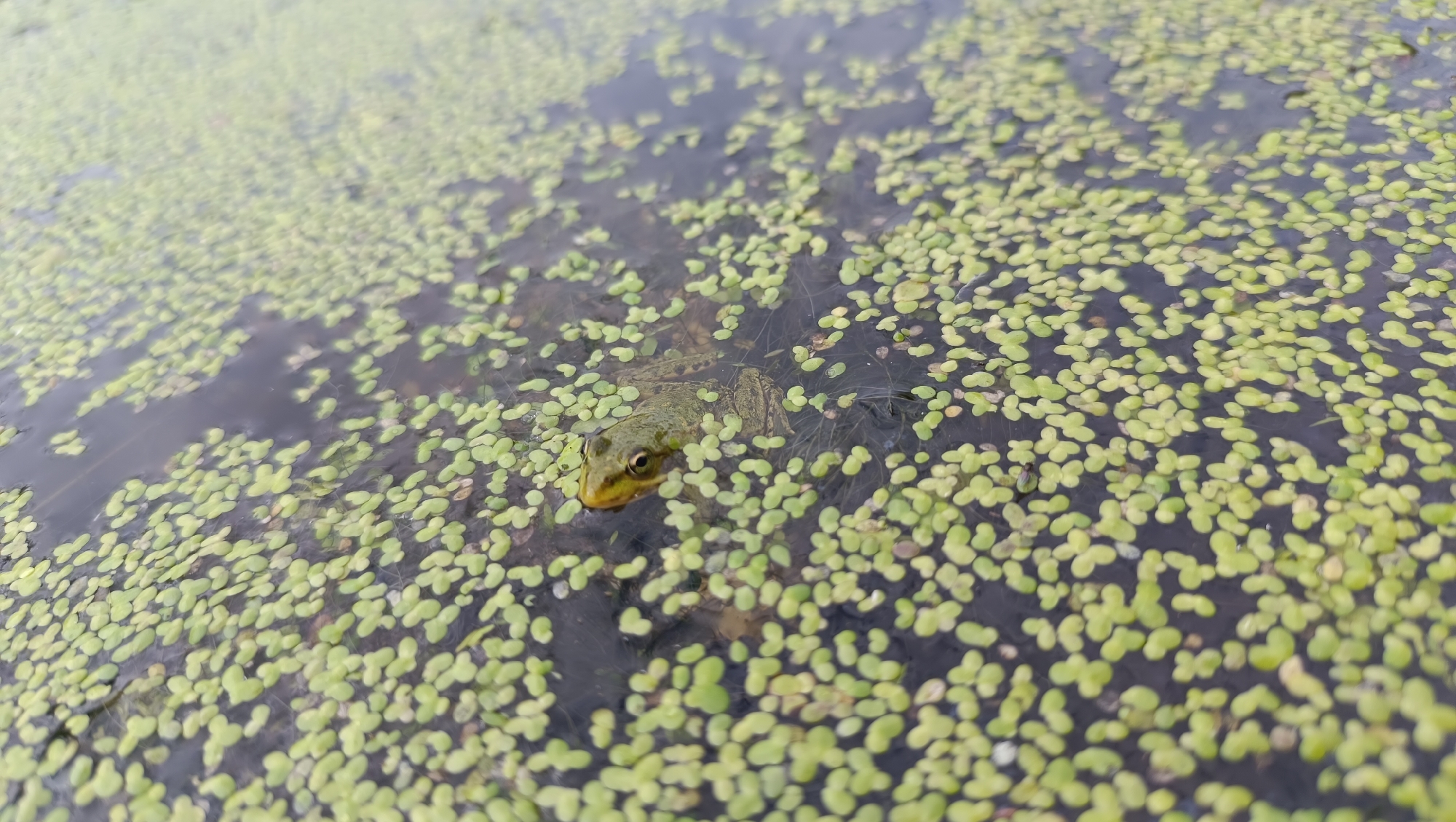 A frog with green skin and a yellow throat is partially submerged in dark water, surrounded by a dense mat of small, green aquatic plants. The frog's head and front legs are visible above the water's surface, with its eyes looking forward. The water itself is dark and reflects the sky or surrounding foliage, with some ripples disturbing the surface. The overall scene appears to be a natural aquatic environment, likely a pond or slow-moving stream. There is no information provided in the image or context to indicate this scene is located in Karsha, Russia.