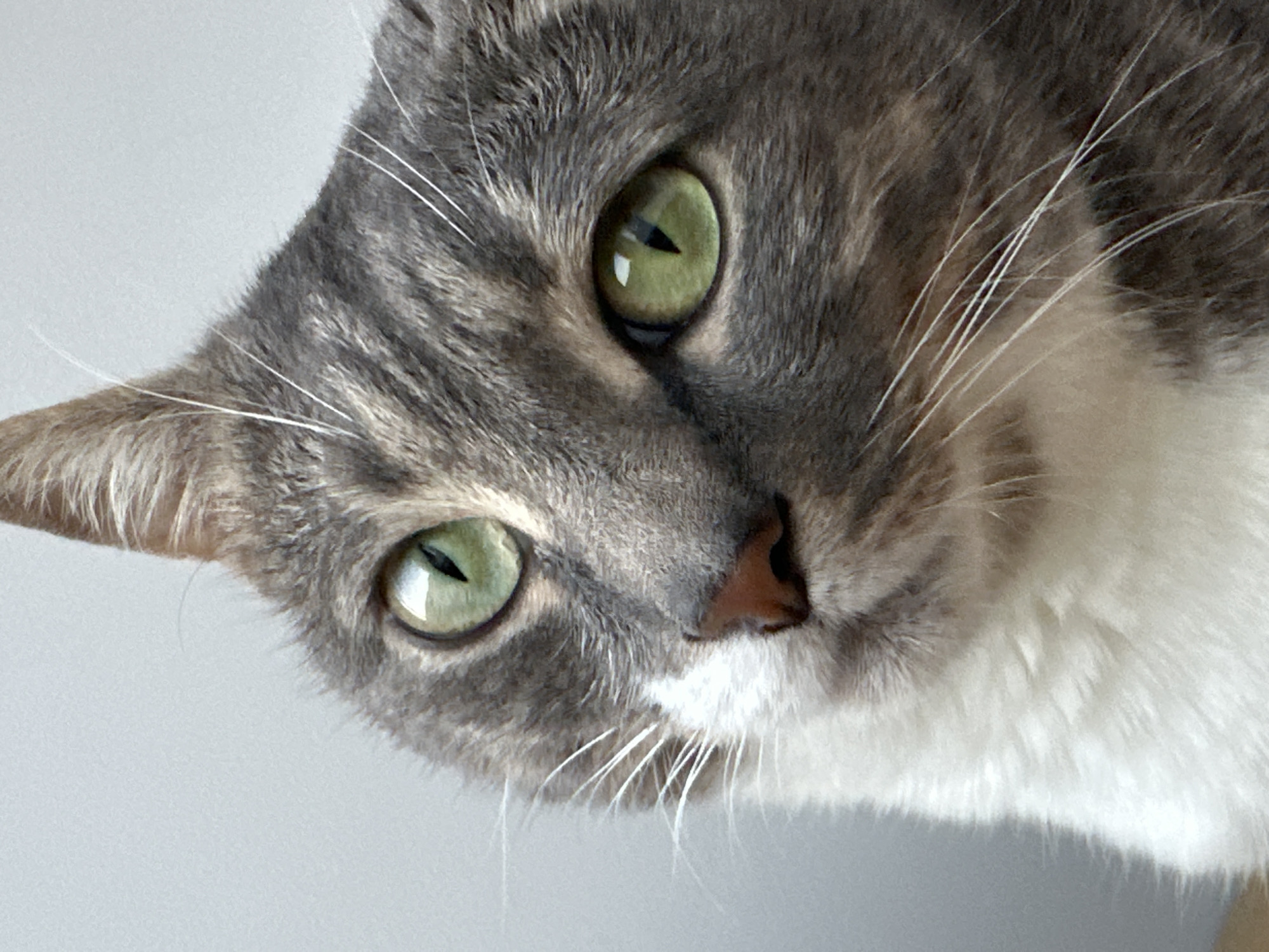 The image is a close-up, portrait-style, eye-level photograph of a domestic cat's face. The cat has grey and white fur with distinct tabby markings on its face and ears. Its eyes are a striking green color with slit pupils. The cat's nose is a light brown color, and its whiskers are white and prominent. The background is a plain, light gray, out-of-focus surface. The cat is looking slightly to its left. The photograph is well-lit, with soft lighting that highlights the cat's features.