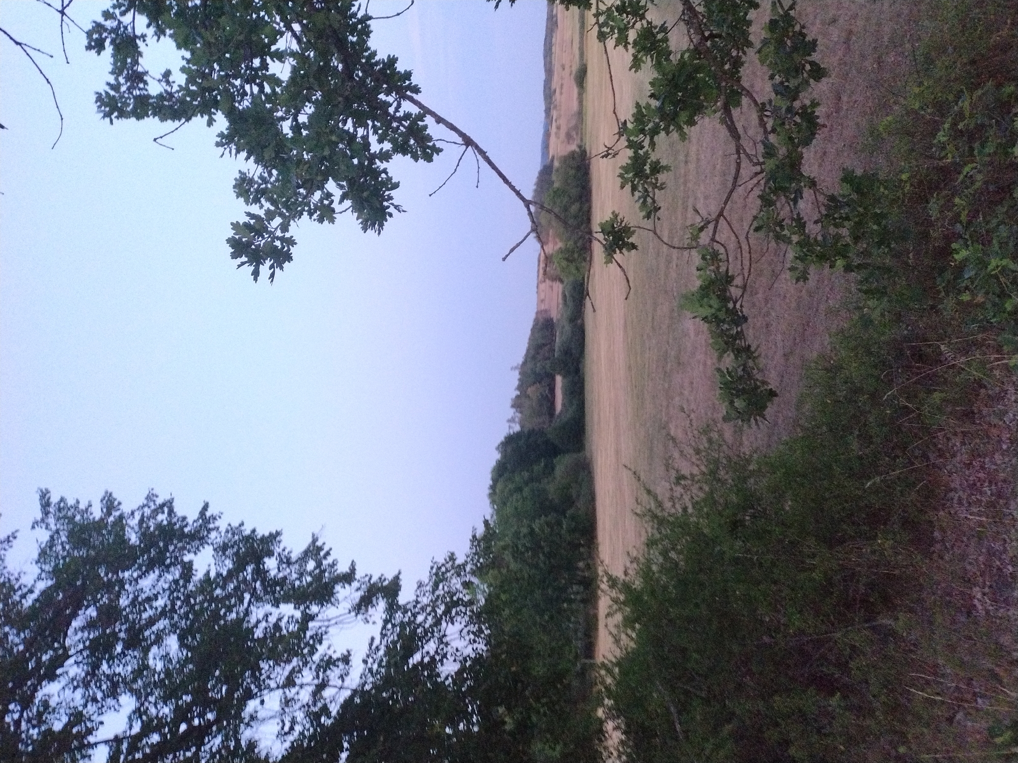 The image depicts a rural landscape at dusk, characterized by a muted color palette and soft lighting. In the foreground, dense foliage and tree branches frame the scene. A large tree with dark leaves occupies the left side of the frame, its branches extending upwards and partially obscuring the sky. To the right, more branches of an oak tree with distinct leaves are visible, arching over a field.
The middle ground features a dry, grassy field, appearing golden or tan in color, suggesting a late summer or autumn setting. Beyond the field, a line of trees forms a dark green backdrop, with some appearing as a solid wall of foliage and others more sparsely distributed. In the distance, rolling hills are visible, their contours softened by the low light. The sky is a pale, hazy blue, indicative of twilight. There are no people or visible structures in the image. The scene is devoid of any human activity and presents a natural, undeveloped environment. The general impression is one of tranquility and a fading day in a rural area.