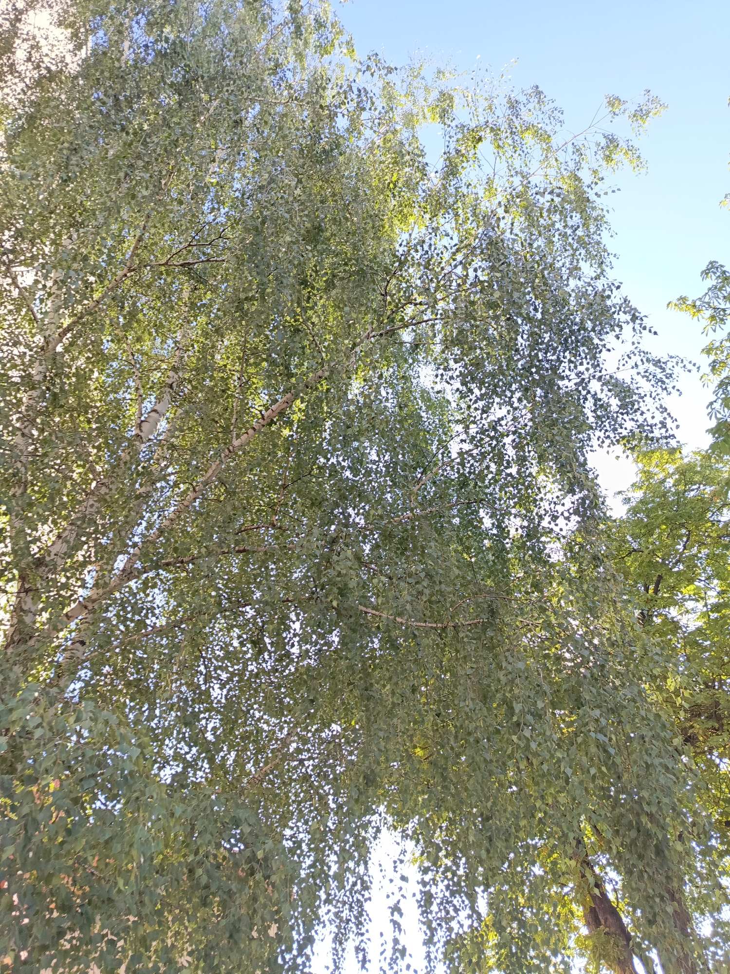 The image shows an upward view of a weeping birch tree with its branches and leaves against a clear blue sky. The sun is shining through the leaves, creating a dappled effect. The tree appears healthy, with a mix of green leaves and lighter, possibly silverish, undersides. The bark of the tree is visible in some areas and appears to be white and black, characteristic of birch trees. The scene is located in Ivatsevichy, Belarus, and depicts a natural outdoor environment. There are no people or animals visible in the image, and no specific actions or interactions are taking place. The focus is solely on the tree and the sky.