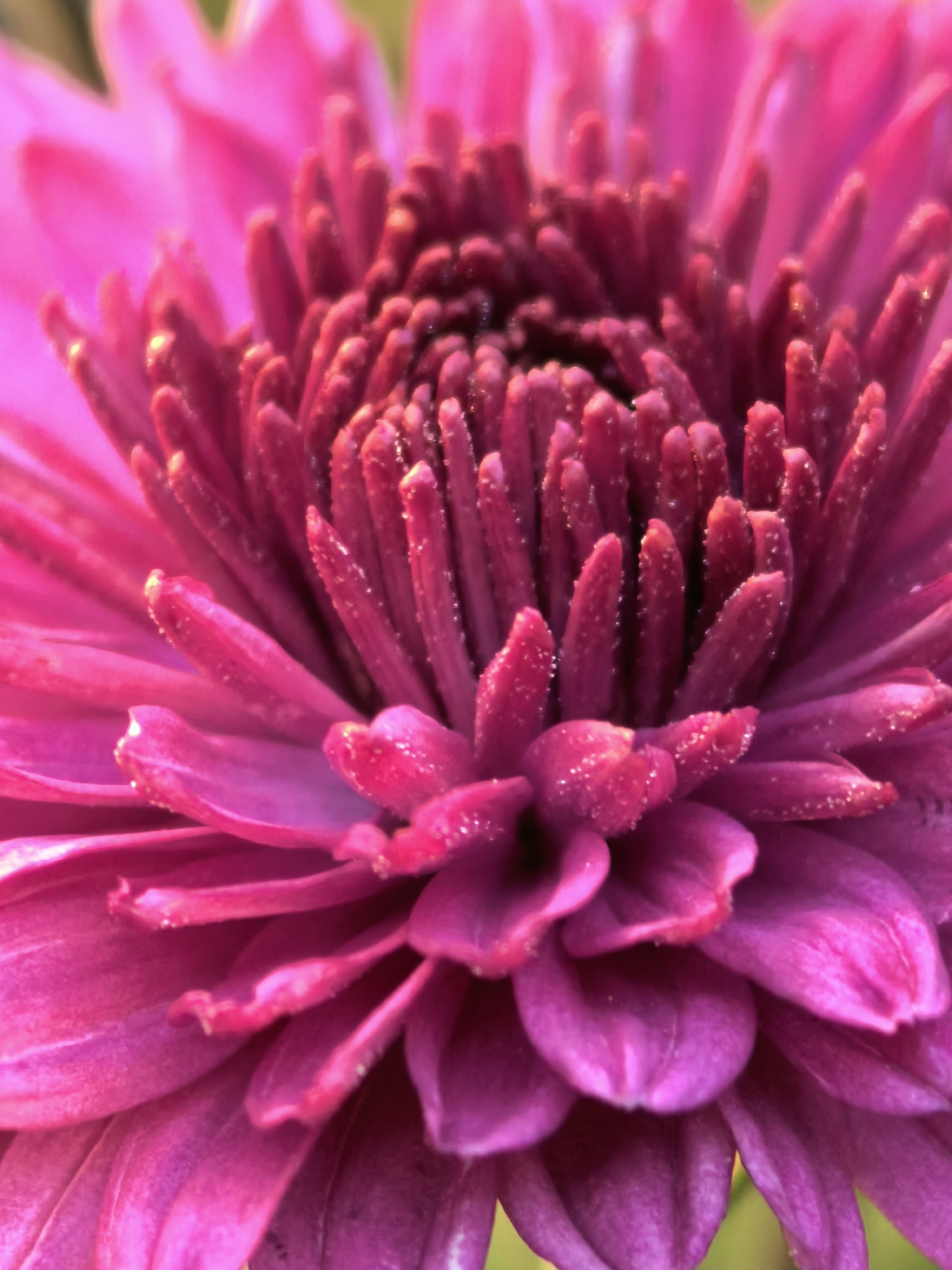 A close-up, macro photograph showcases the vibrant pink petals and central disc of a flower. The petals are layered, with some appearing smooth and broad, while others are more tubular and tightly packed towards the center. Tiny water droplets or dew are visible on the surfaces of the petals, adding a glistening effect. The center of the flower features a dense arrangement of small, reddish-pink structures, possibly stamens or florets, also speckled with moisture. The background is softly blurred, suggesting a shallow depth of field, with hints of green and lighter pink tones. The overall impression is one of intricate detail and delicate beauty. The location is unknown.